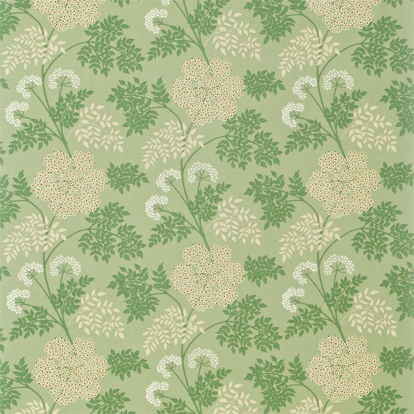 Cowparsley DOPNCO204