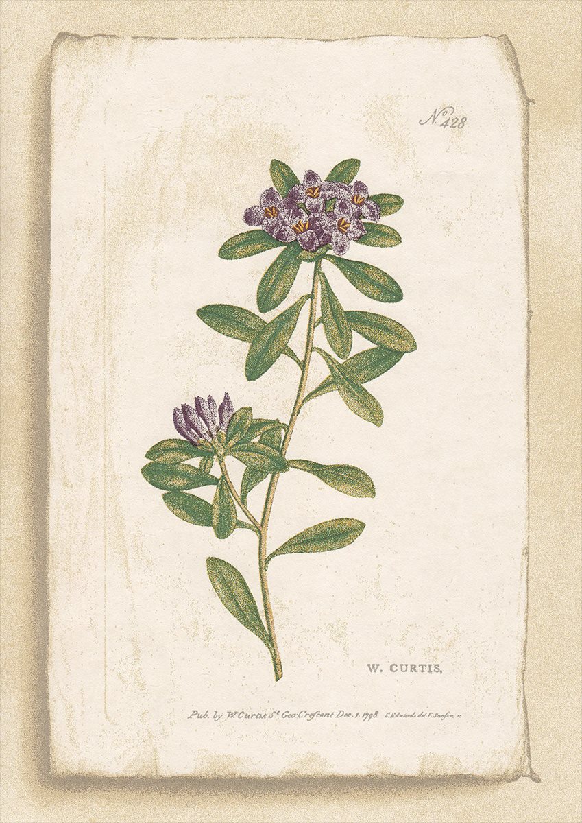 Curtis Botanical Wallpaper