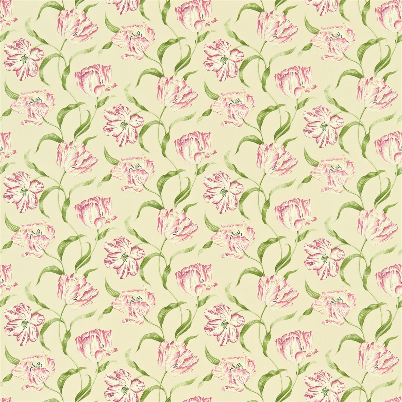 Dancing Tulips DMAY221949