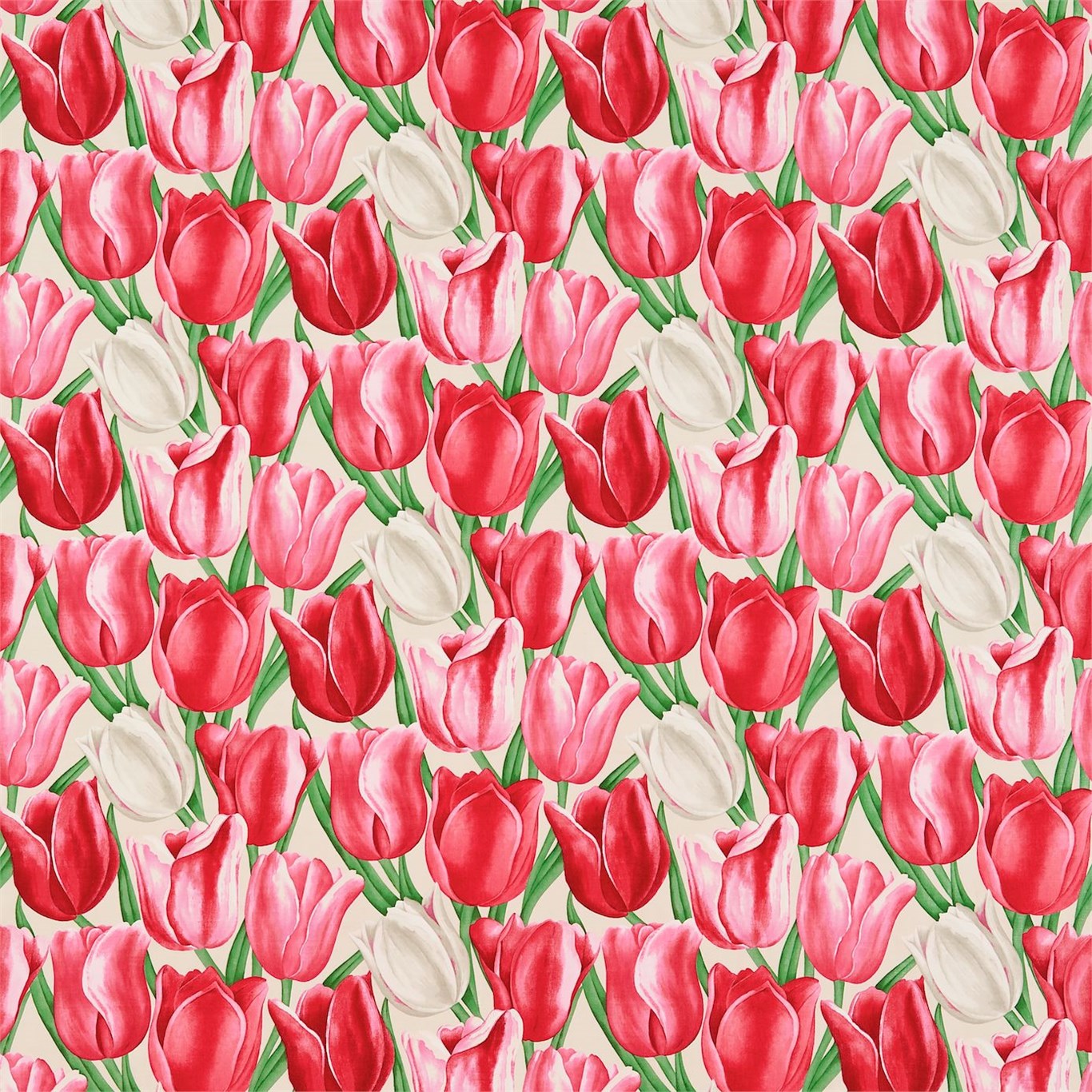 Early Tulips DVIPEA204