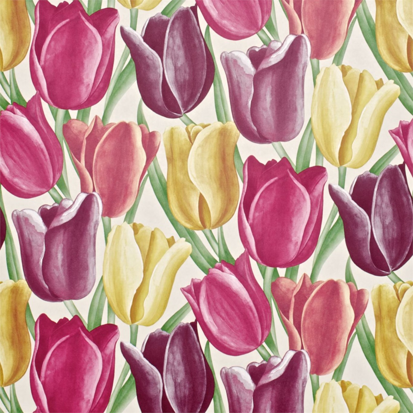 Early Tulips DVIWEA103