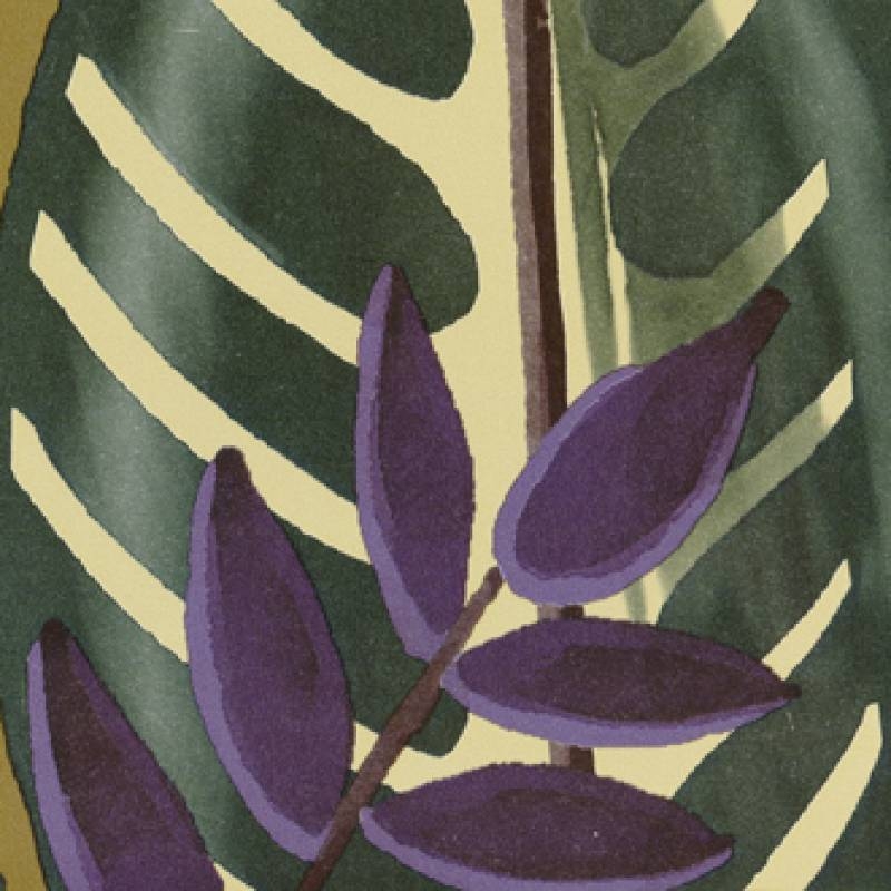 Alocasia TP 302 02