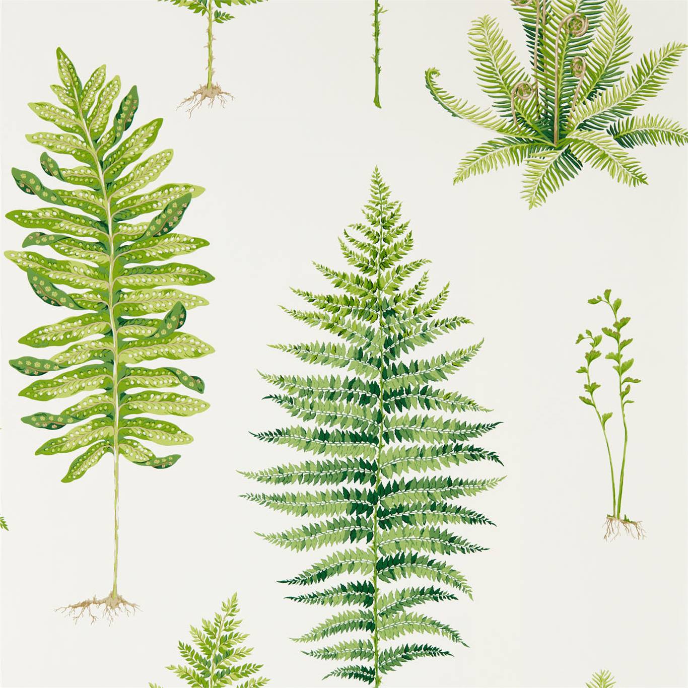 Fernery 216633