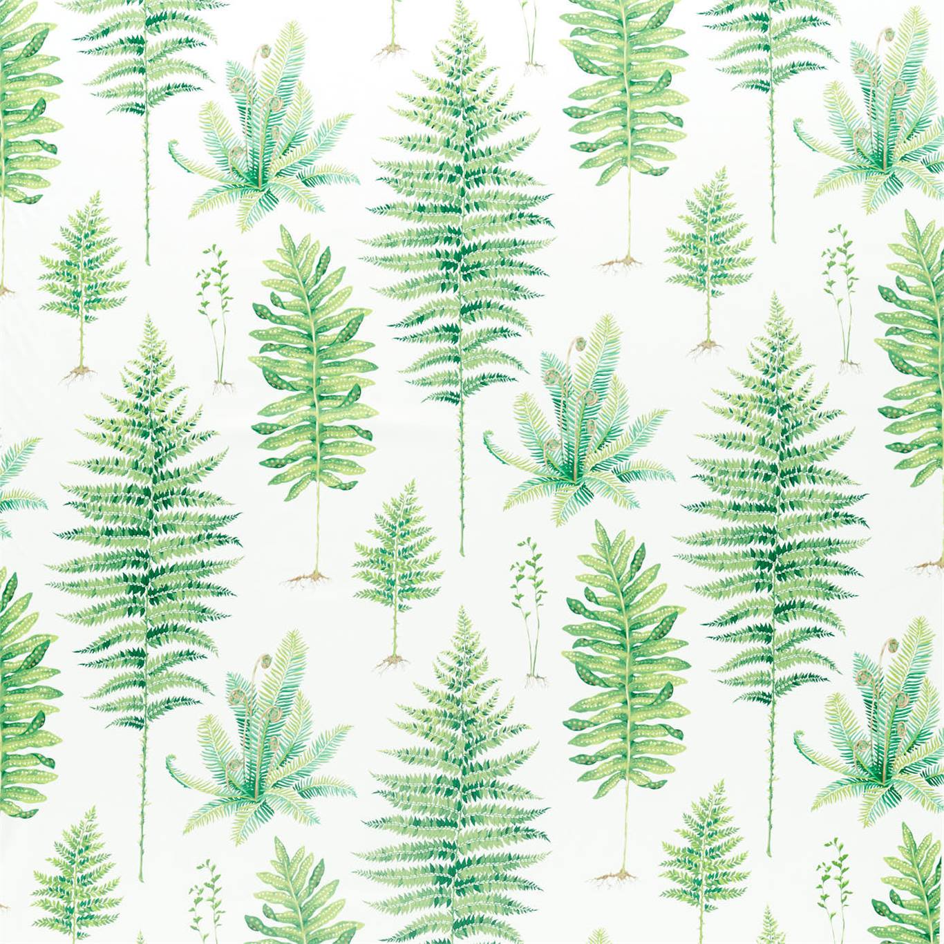 Fernery 226579