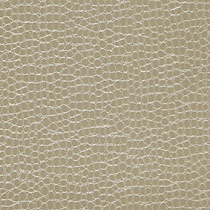 Geckos 71 Champagne