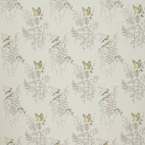Gold Finch Buttercup