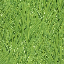 Grassy Meadow 27 Grass