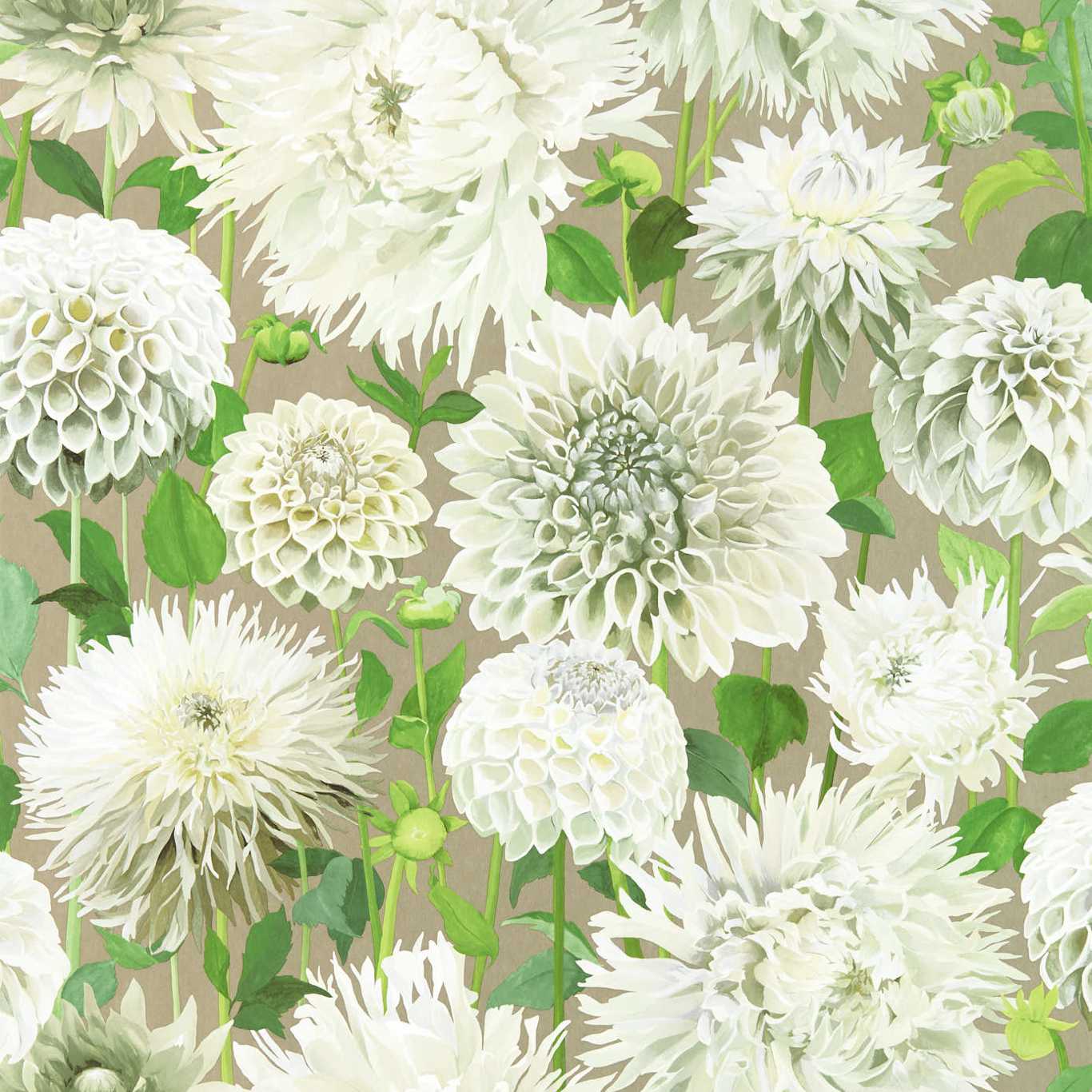 Dahlia 112844