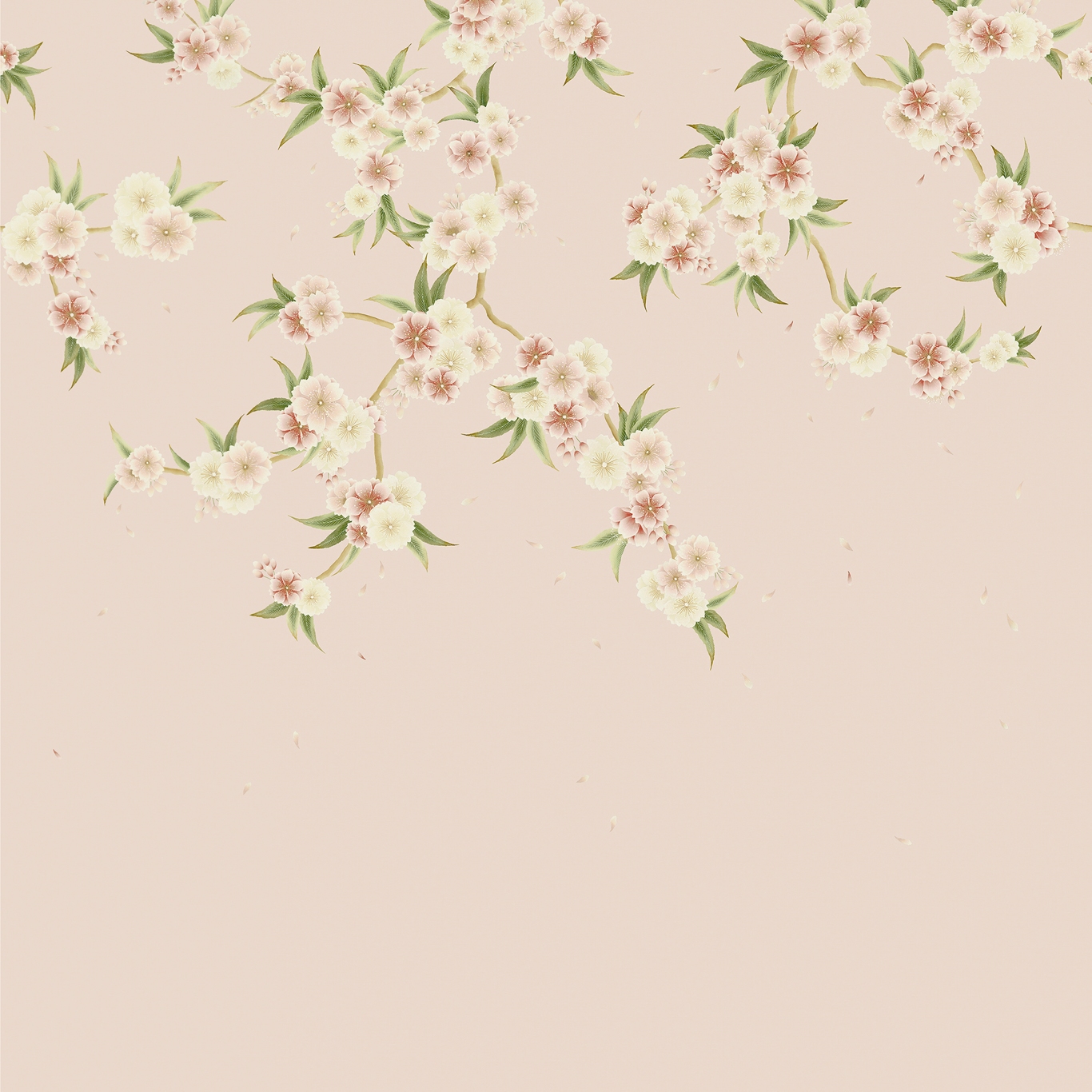 Rosa 112887
