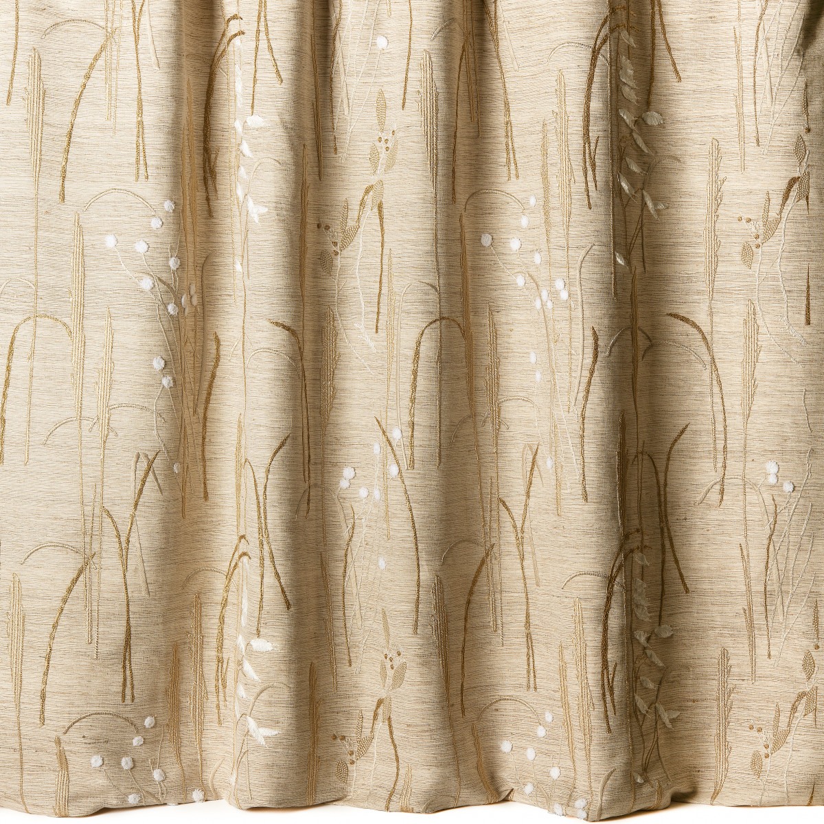Herbier 10856-36