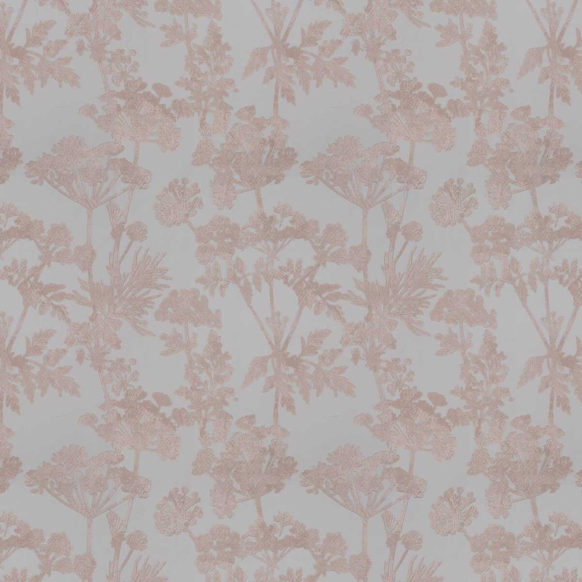Achillea JA8051-060