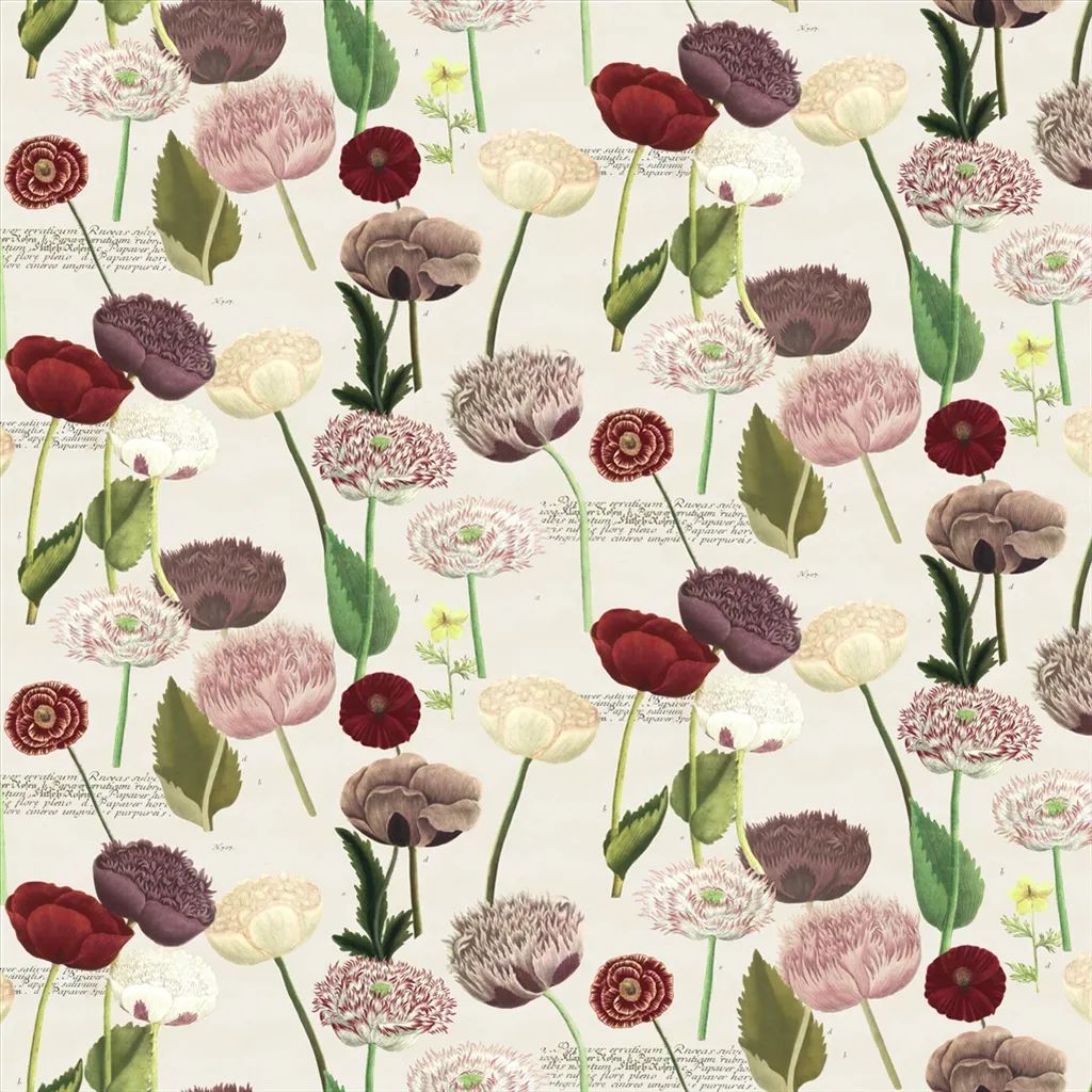 Poppy Study FJD6054-01