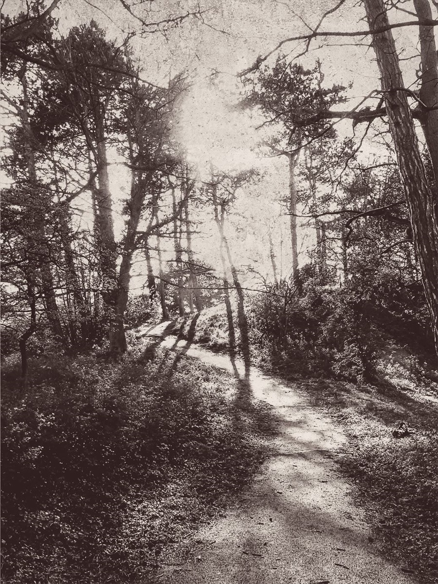 Lino 379100
