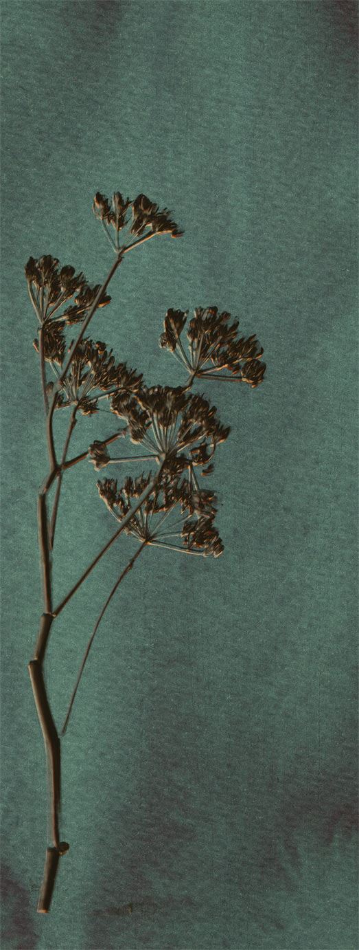 Lino 379104