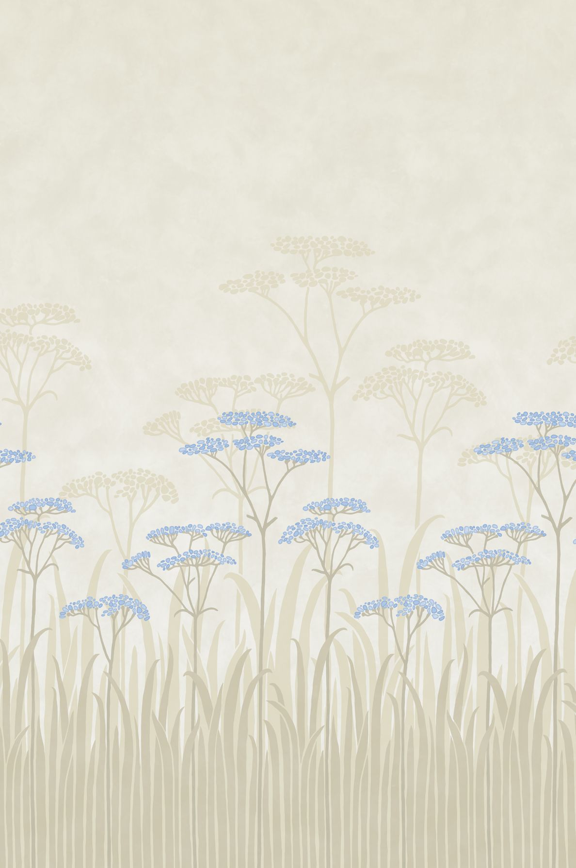 Achillea Dew