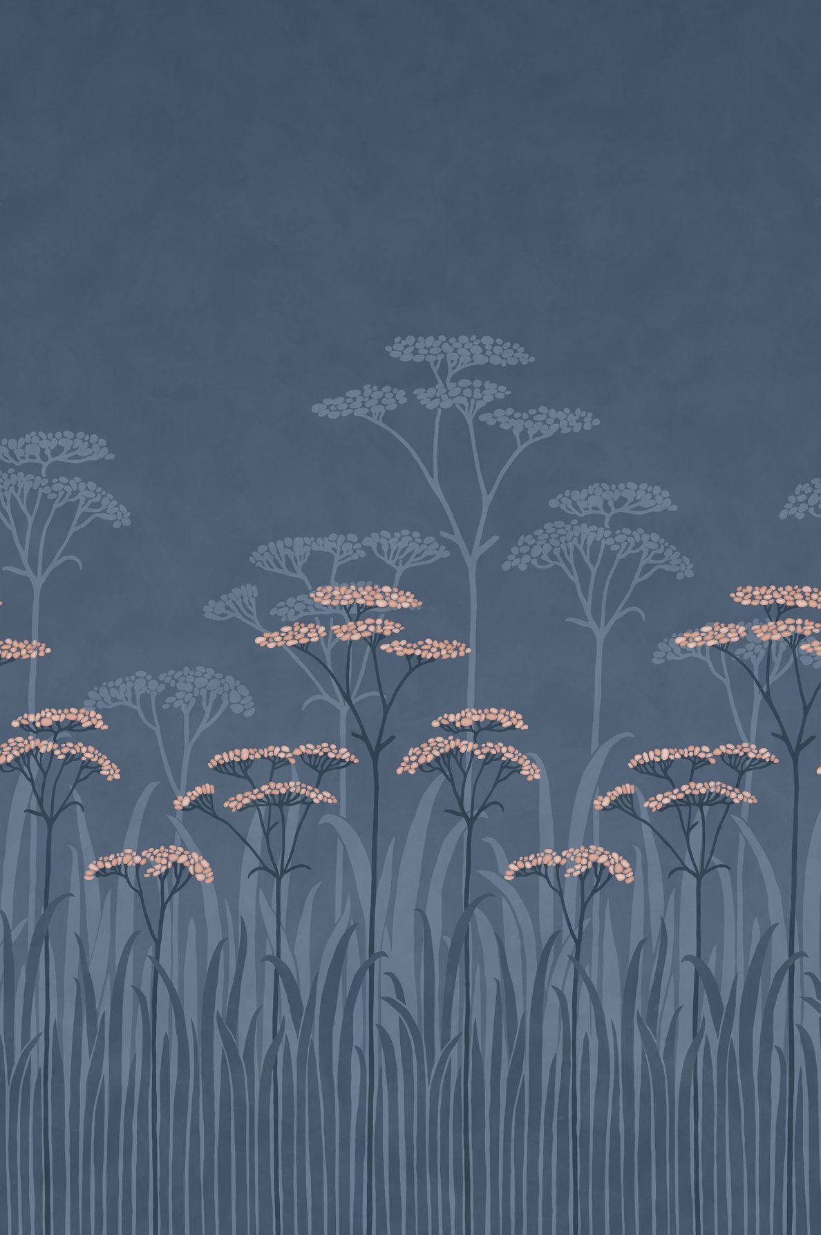 Achillea Nighttide