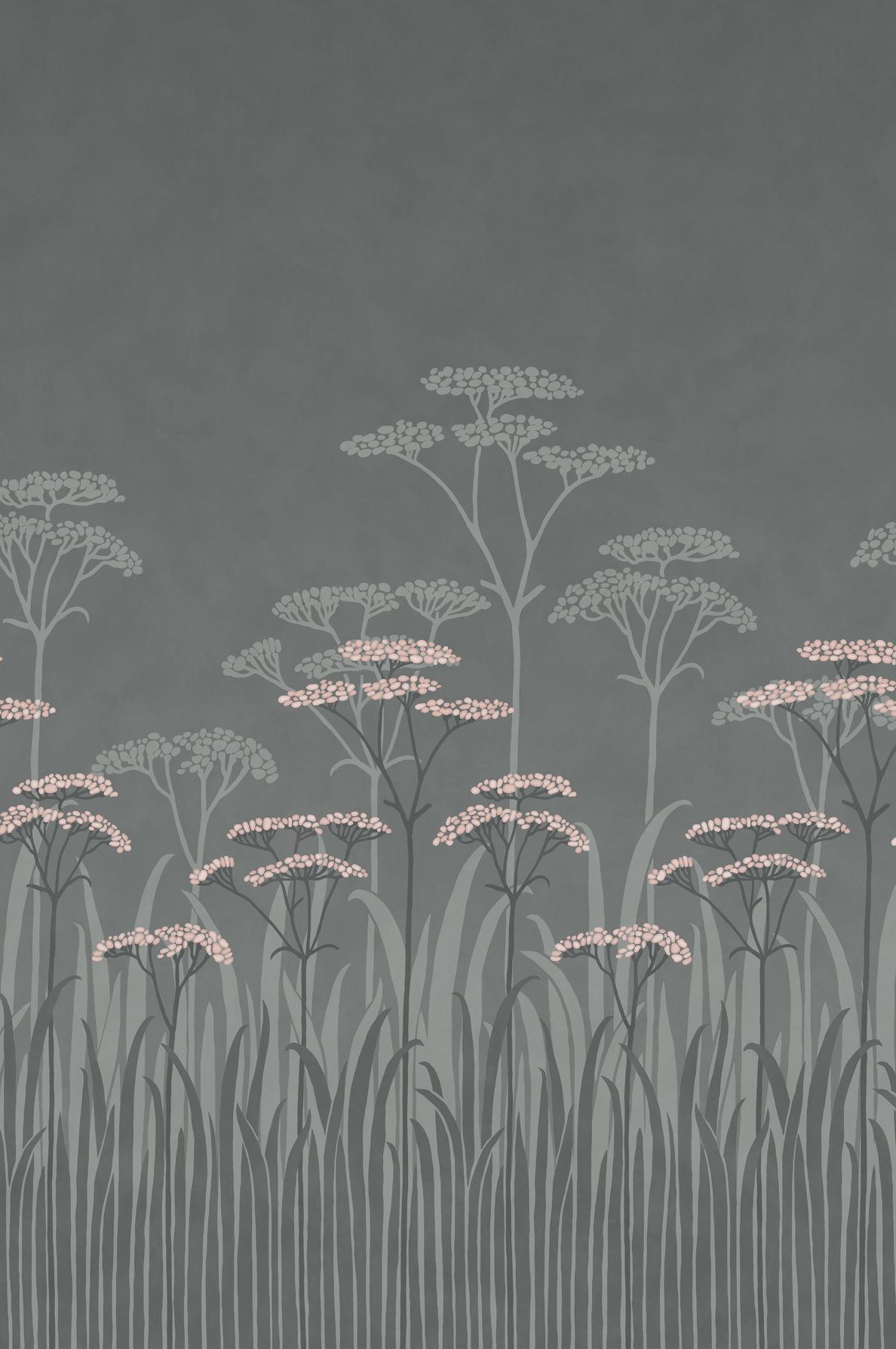 Achillea Twilight