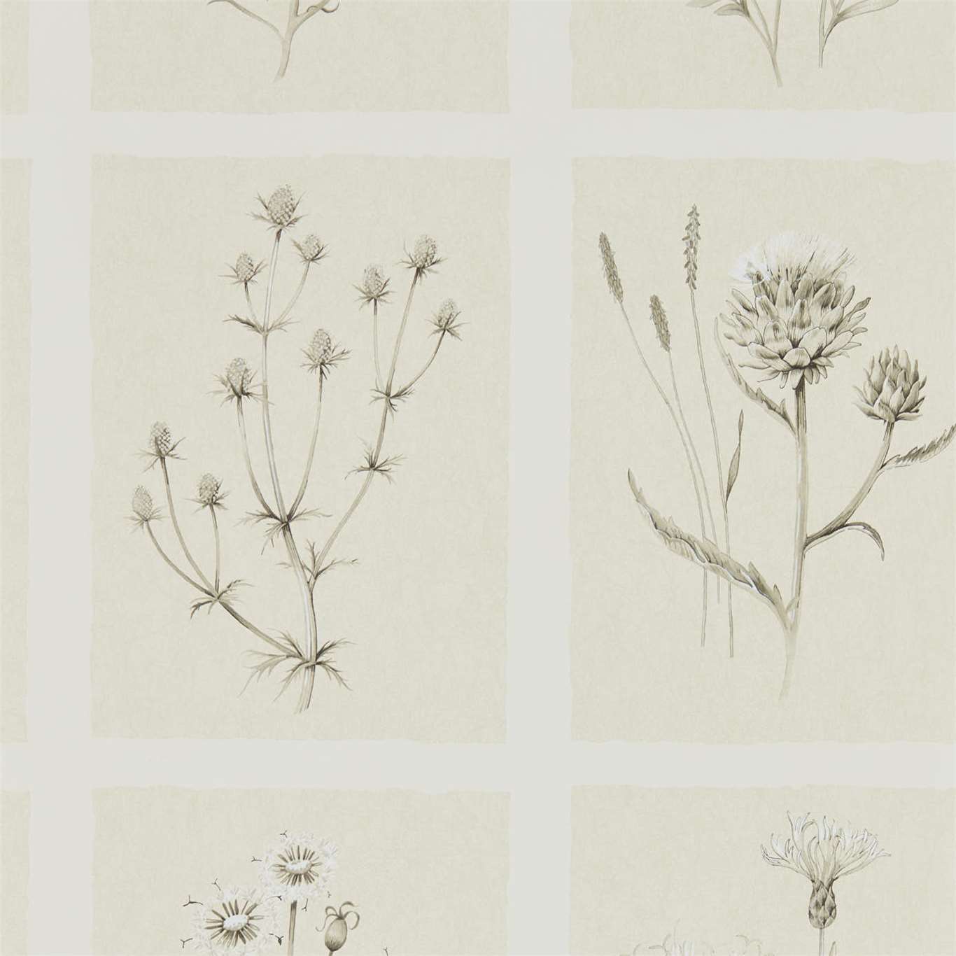 Little Thistles 216511