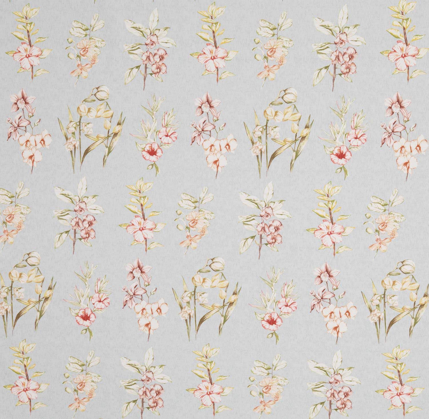 Orchidaria 6226-2