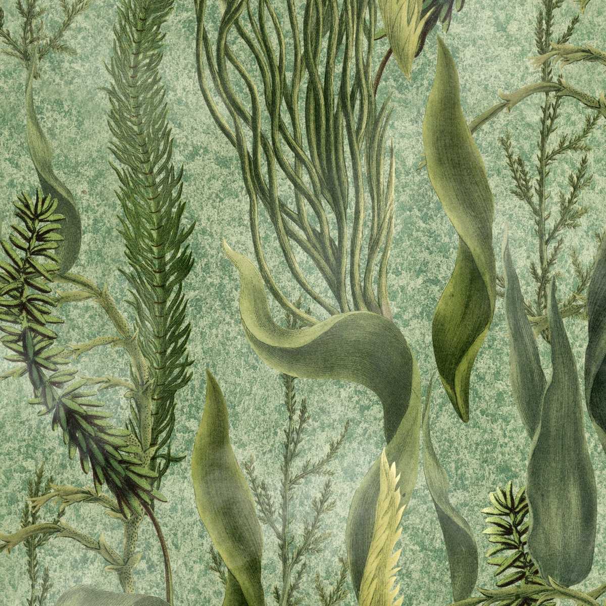 Aquatic Plants WP20717