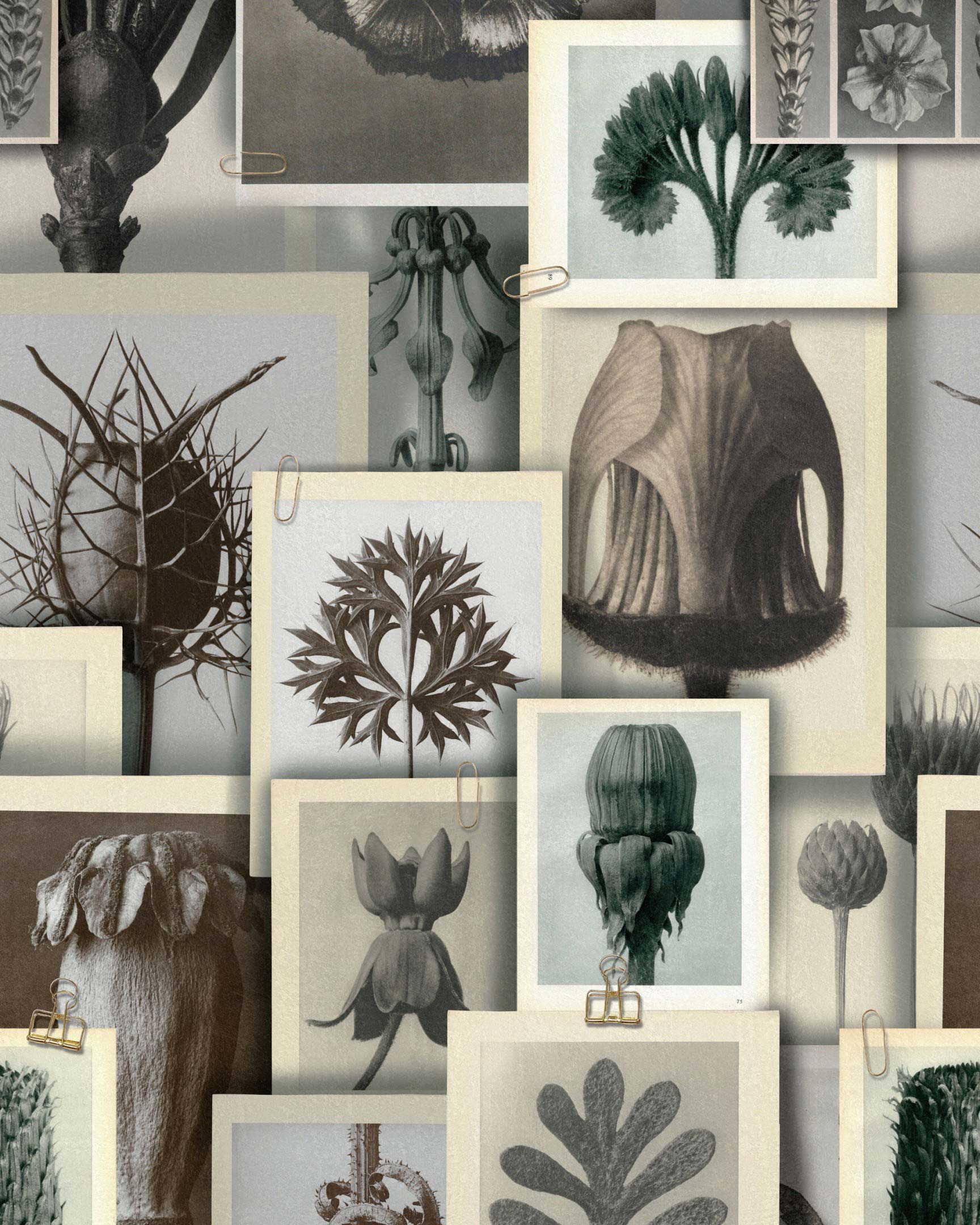Blossfeldt's Art Forms WP20595