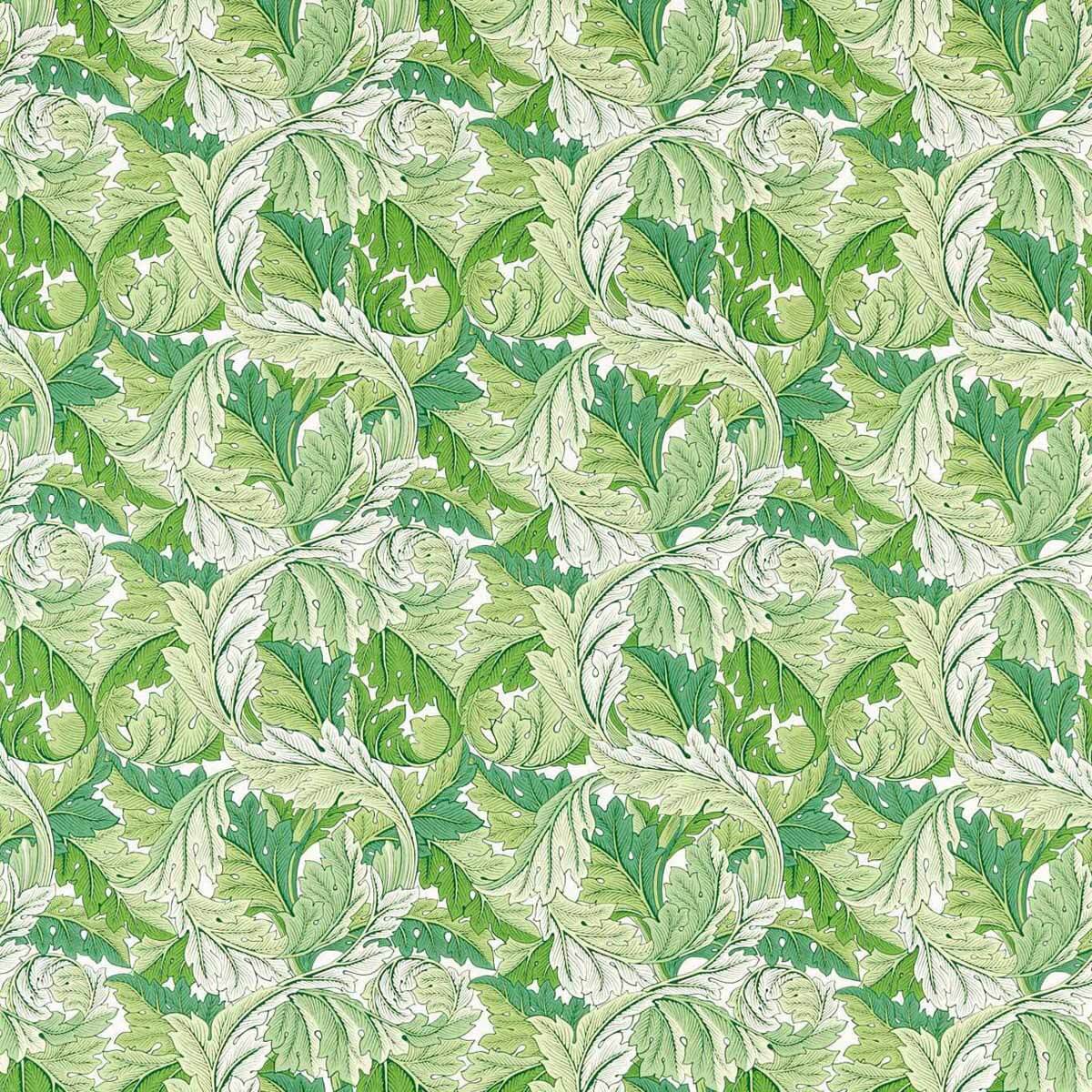 Acanthus 226896