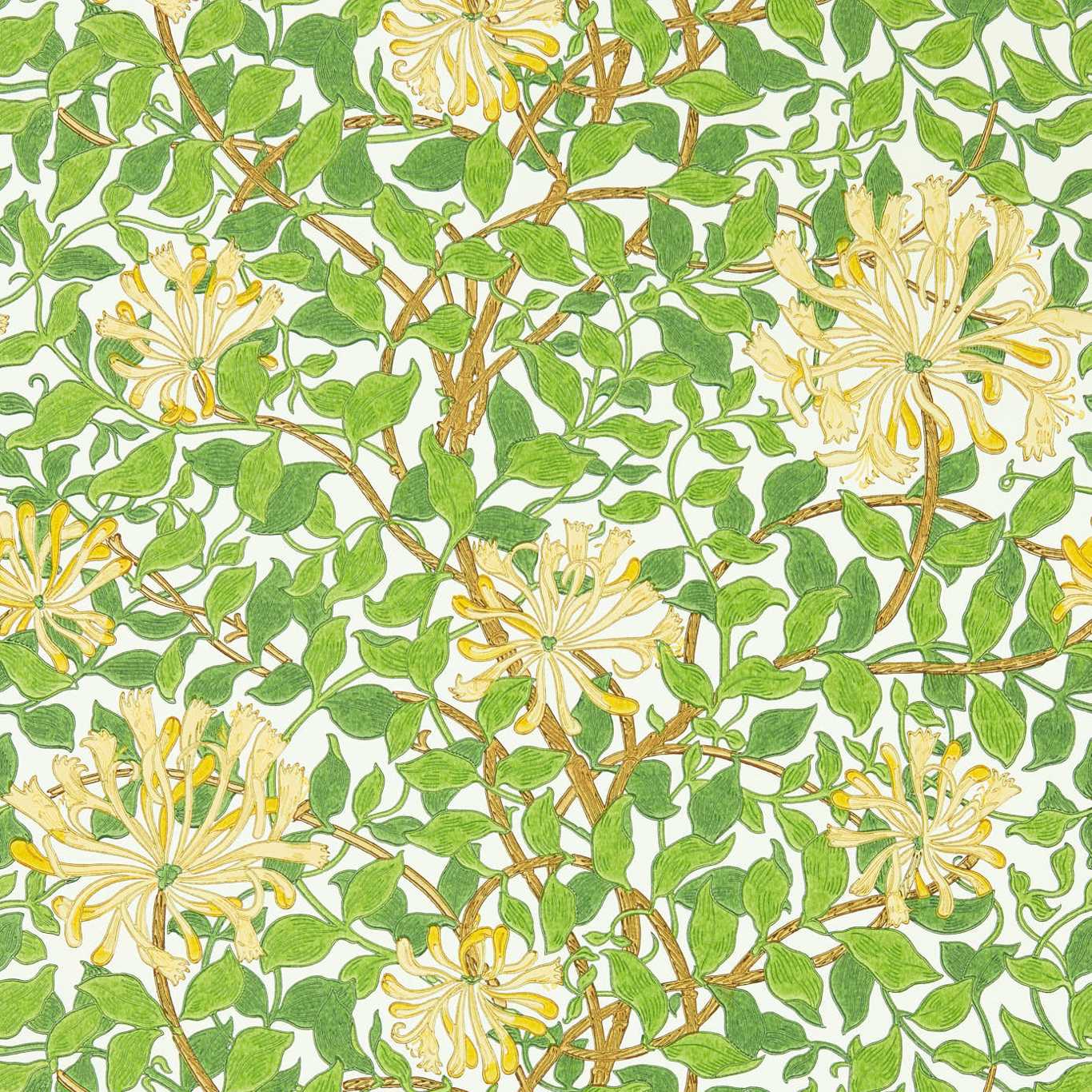 Honeysuckle 217095