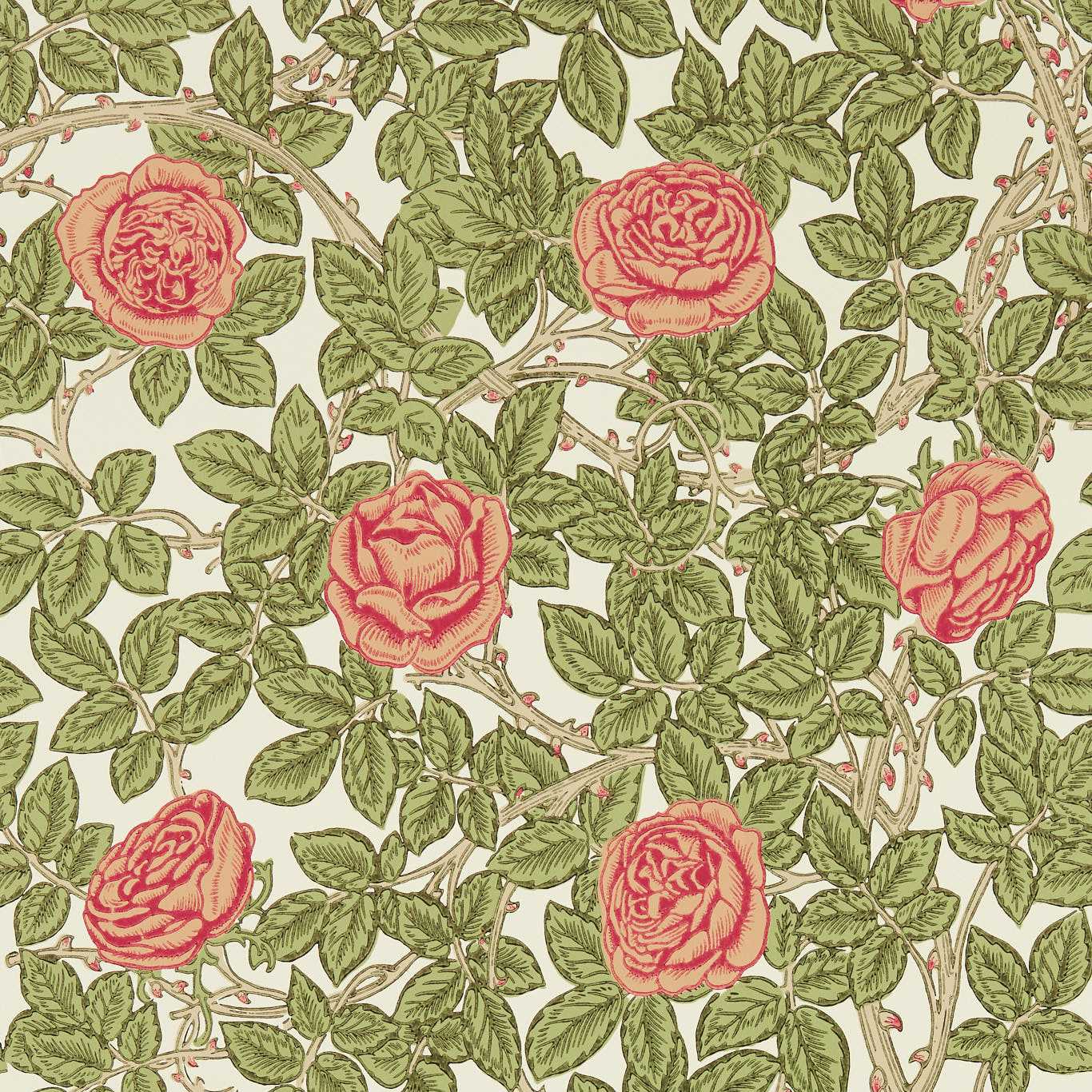 Rambling Rose 217207