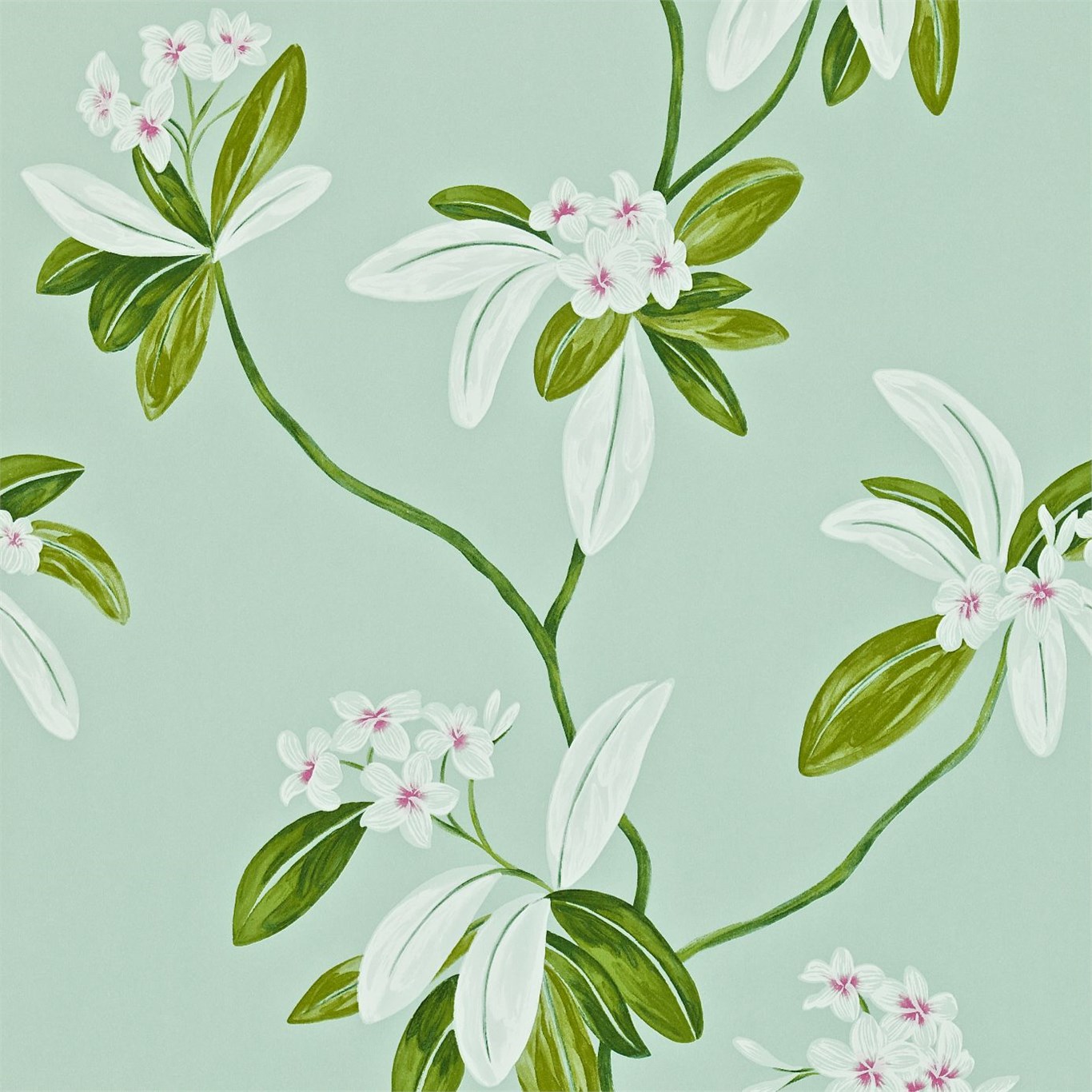 Oleander DRCH212129