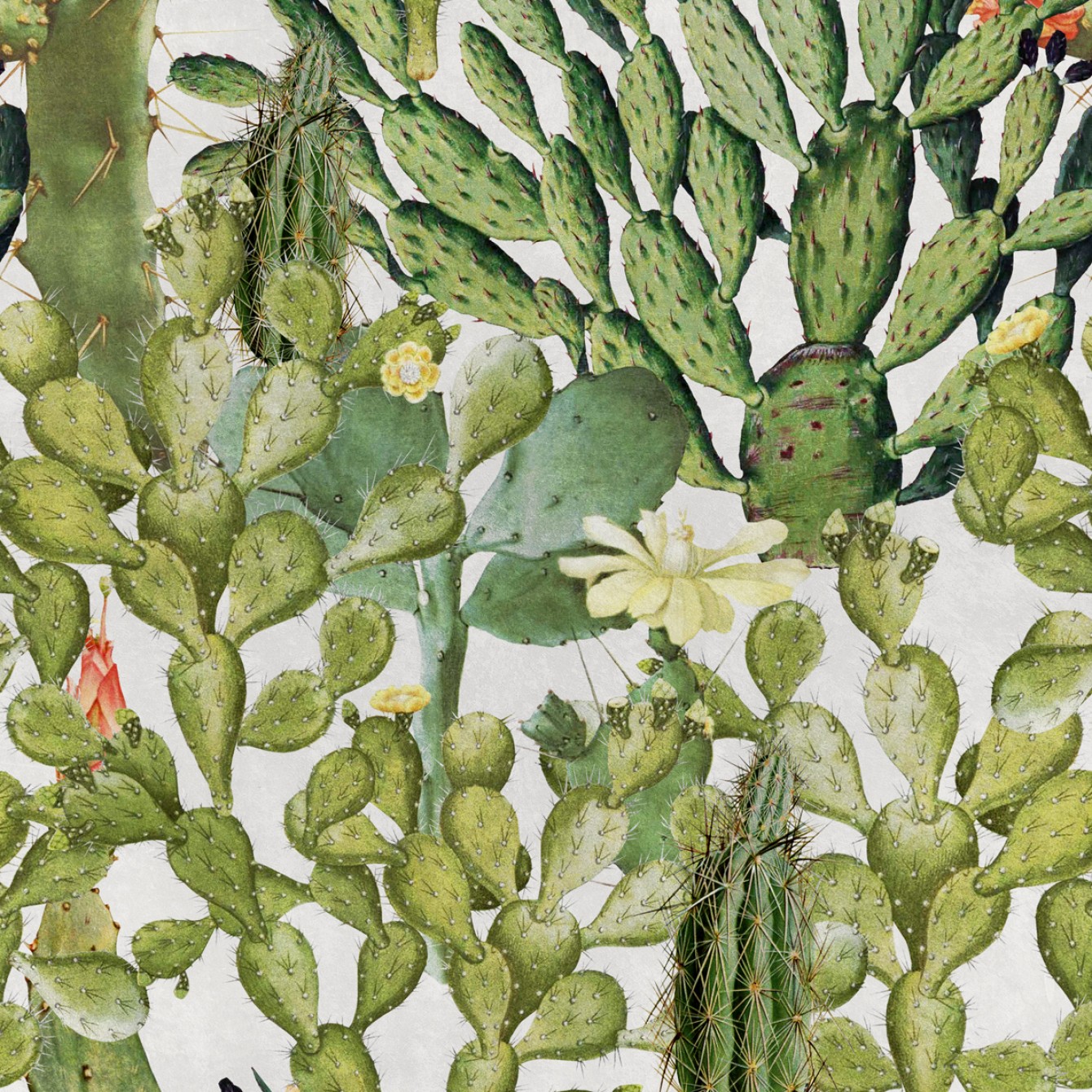 Opuntia WP20166