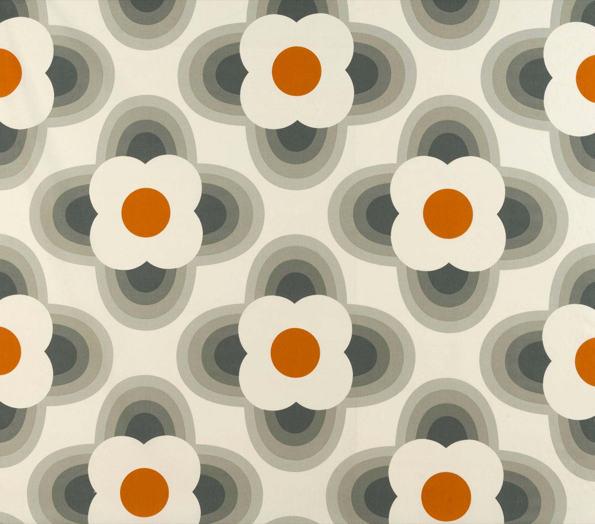 Stripedpetal STRIPEDPETALOR