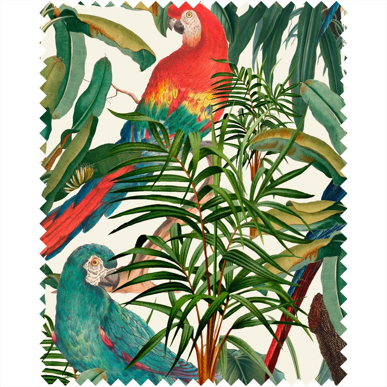 Parrots of Brasil FB00008