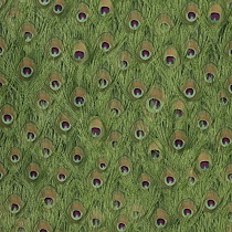 Parvani 43 Peacock