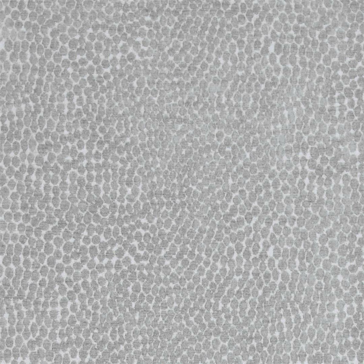 Pebble Dove