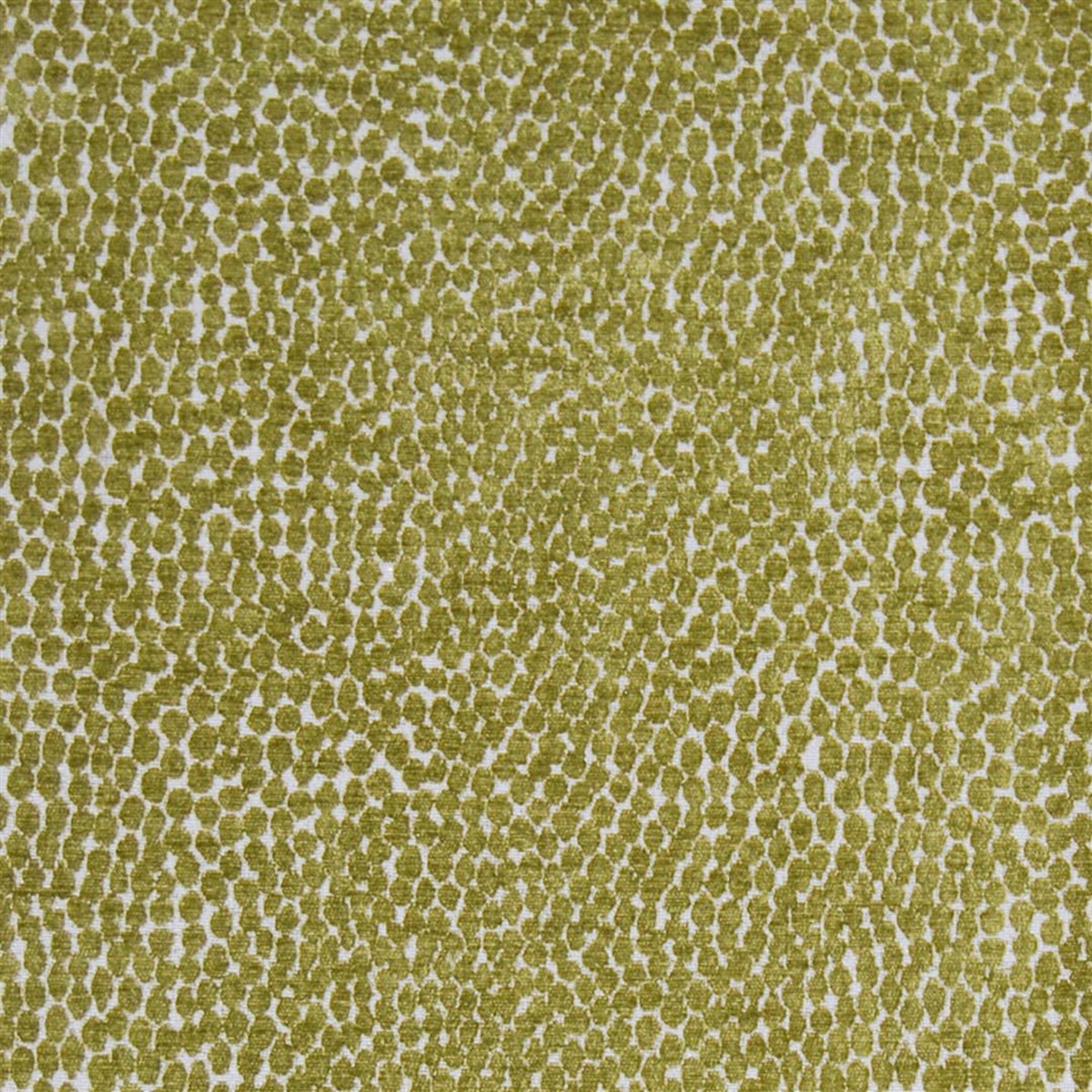 Pebble Mustard