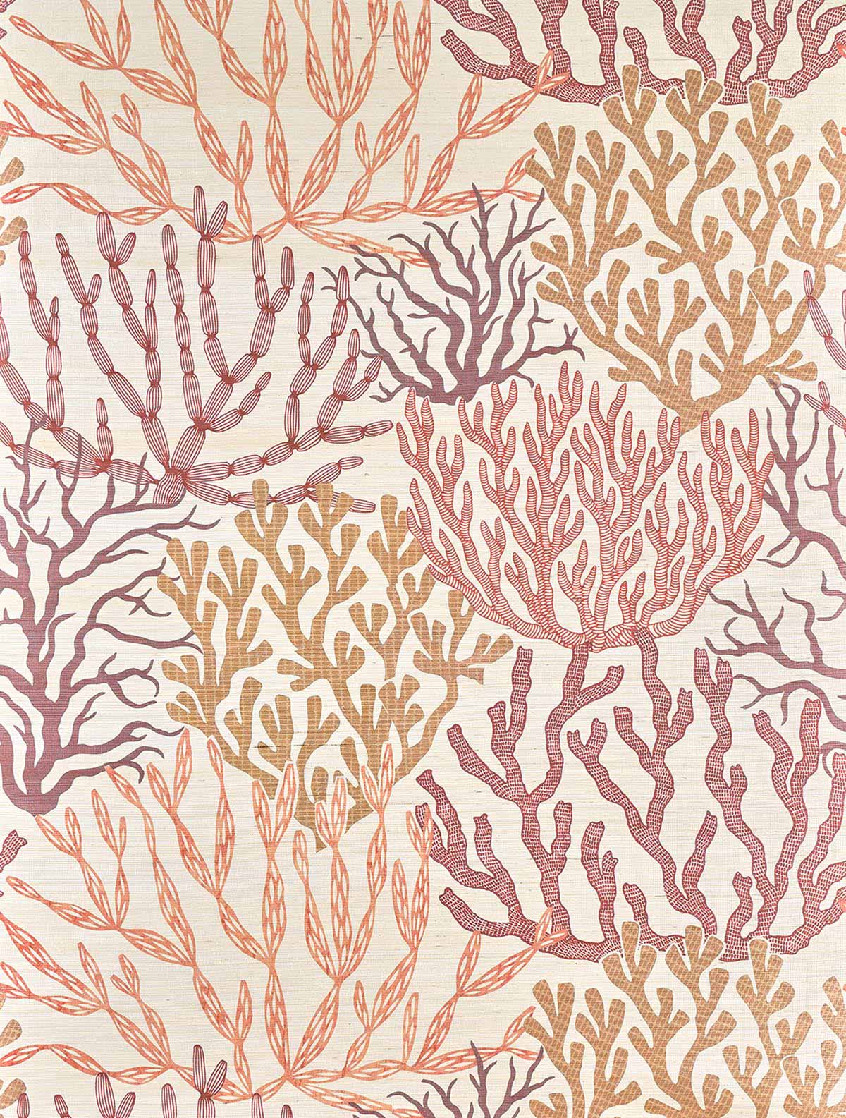 Acropora FP009001