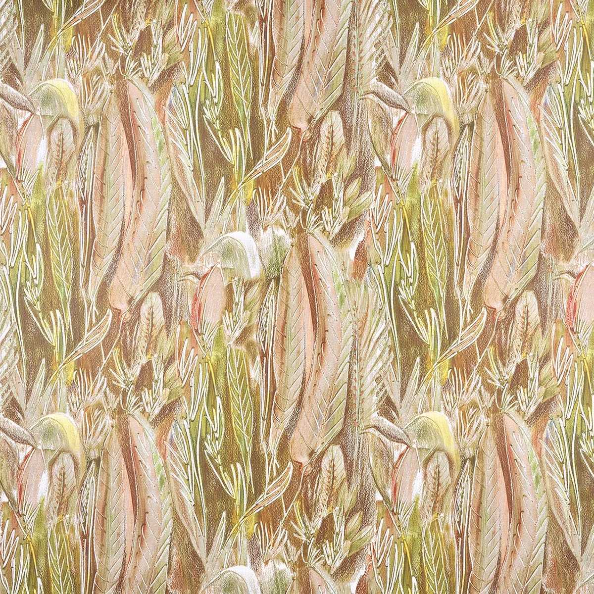 Calathea FP091001