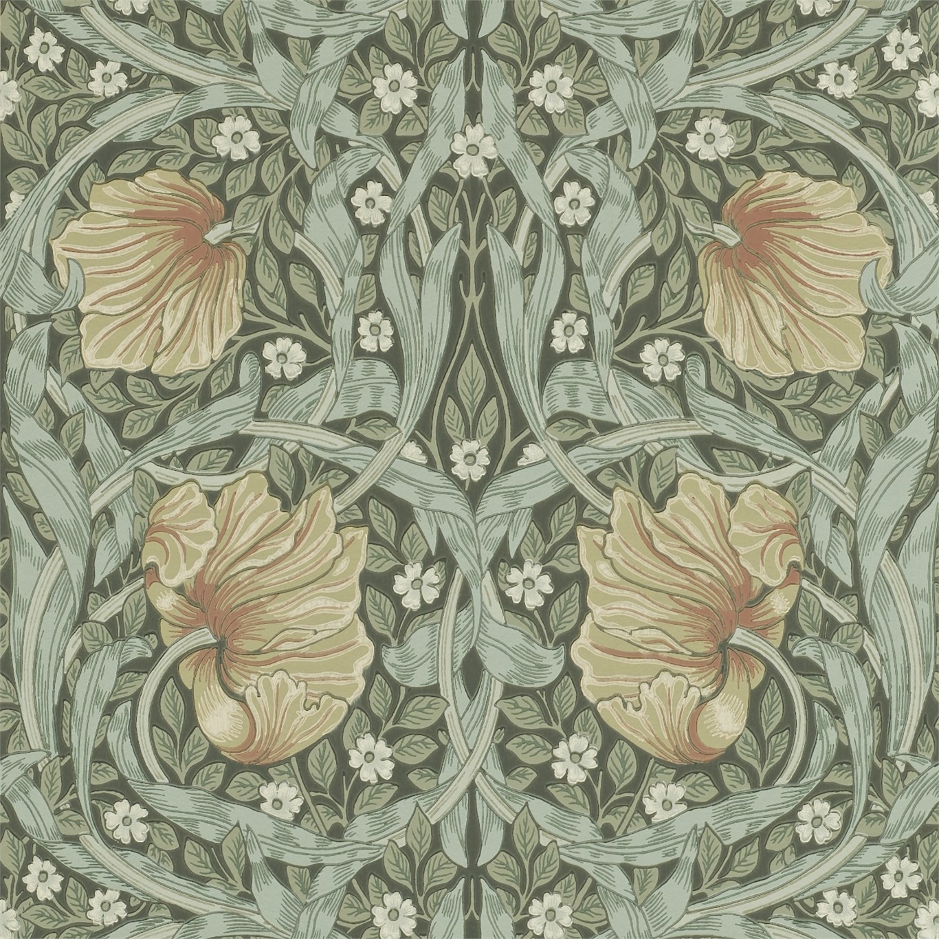Pimpernel 210388