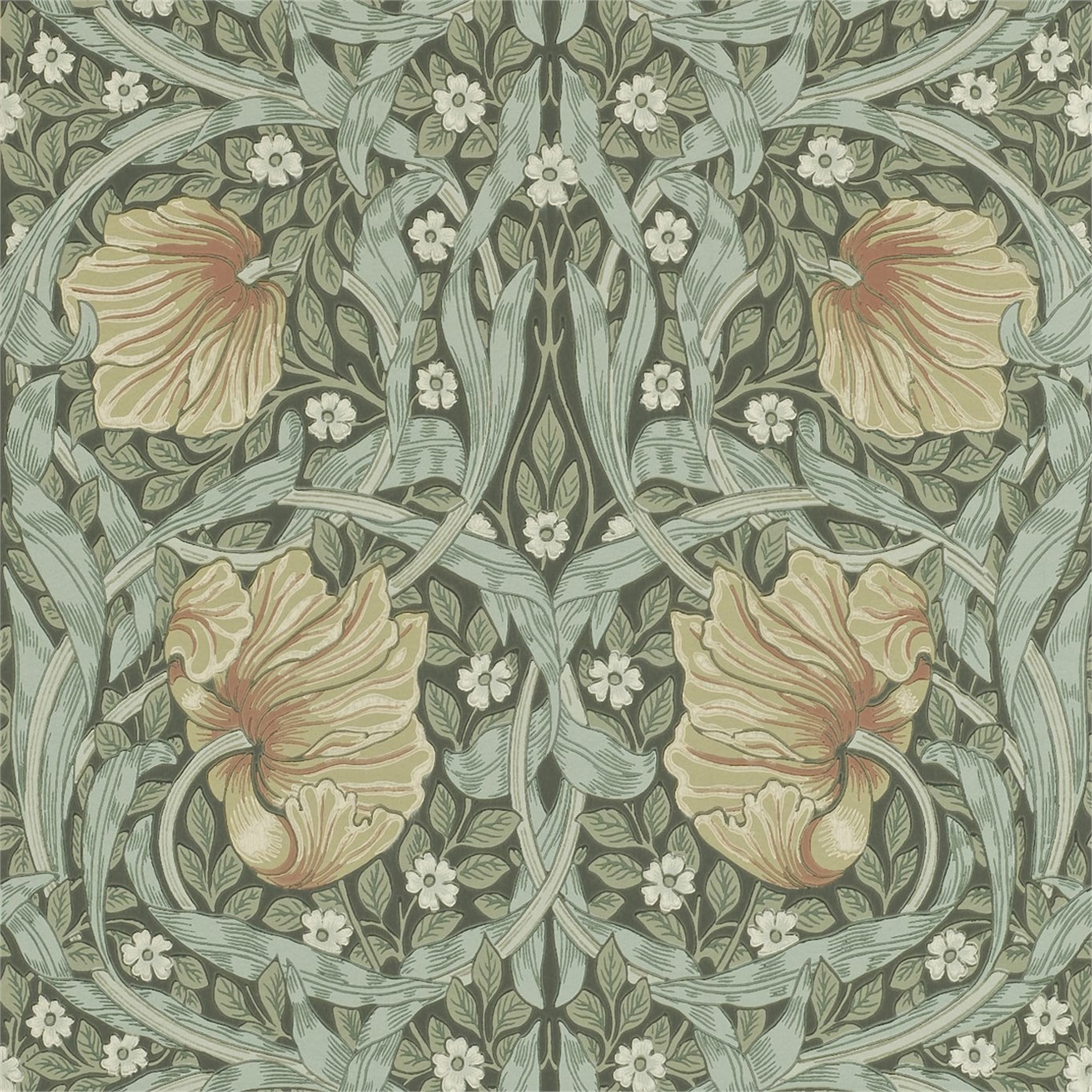 Pimpernel 216470
