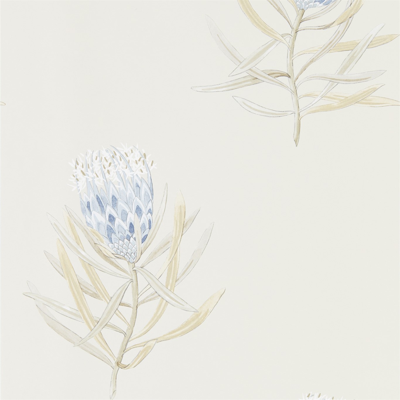 Protea Flower 216327