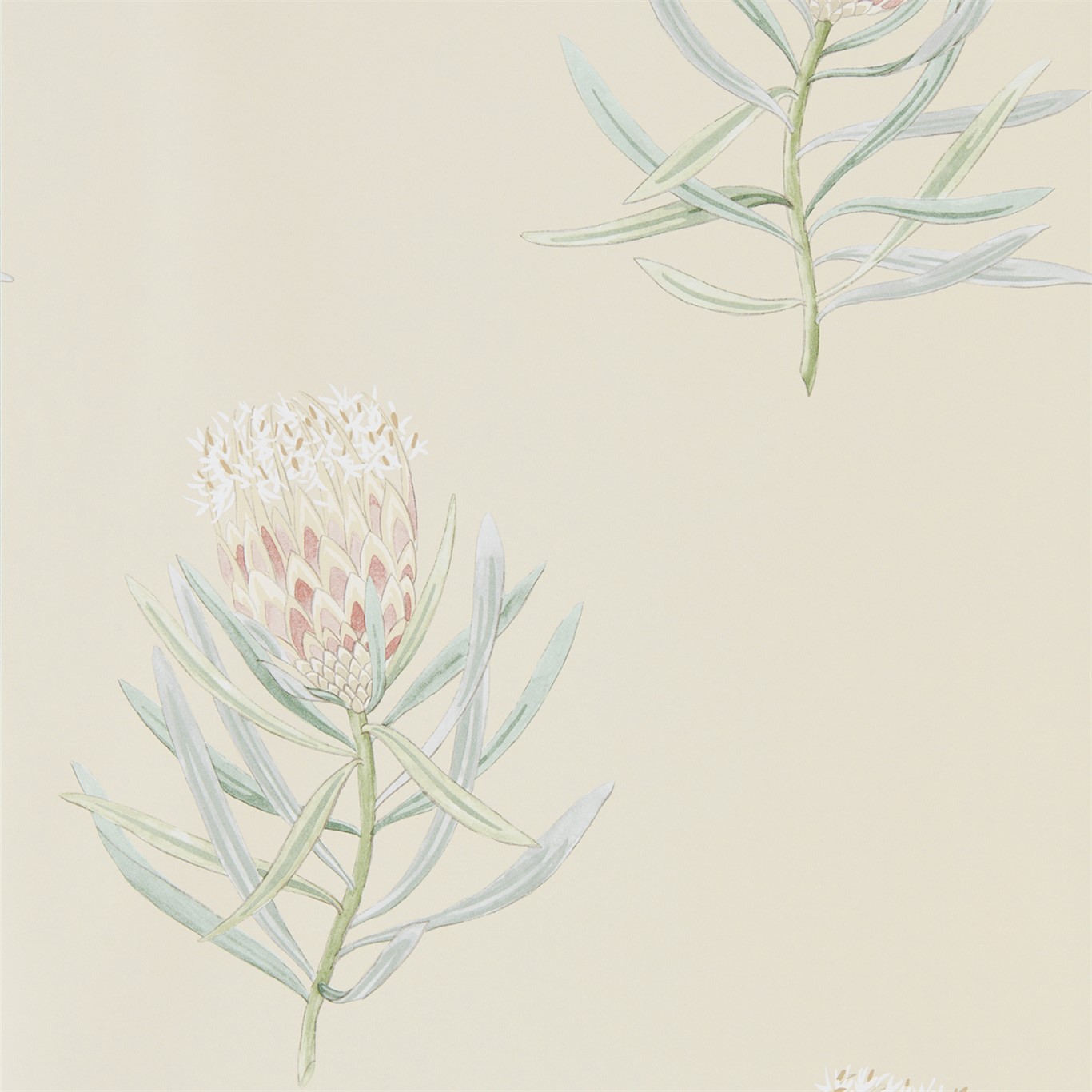 Protea Flower 216329