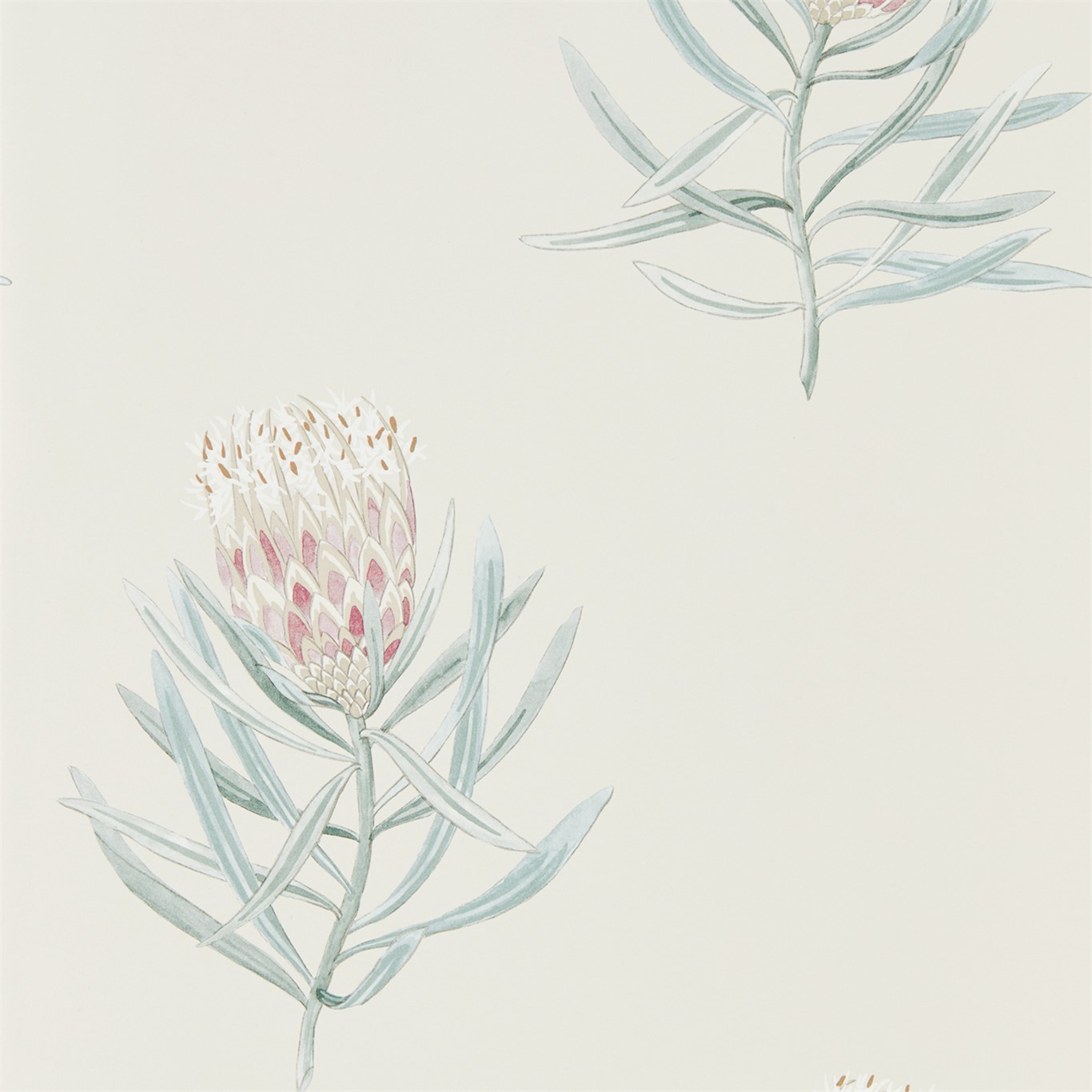 Protea Flower 216330