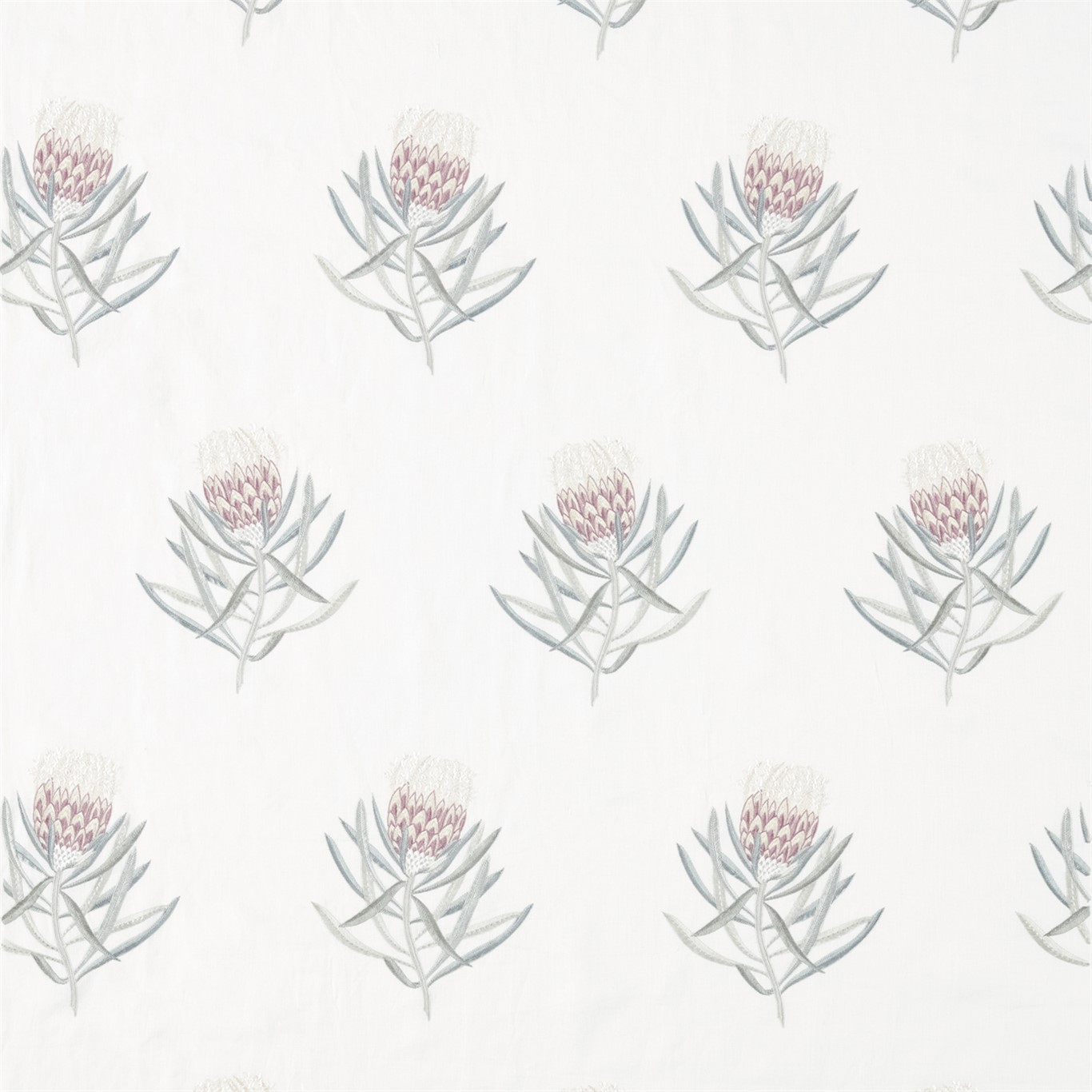 Protea Flower 236352