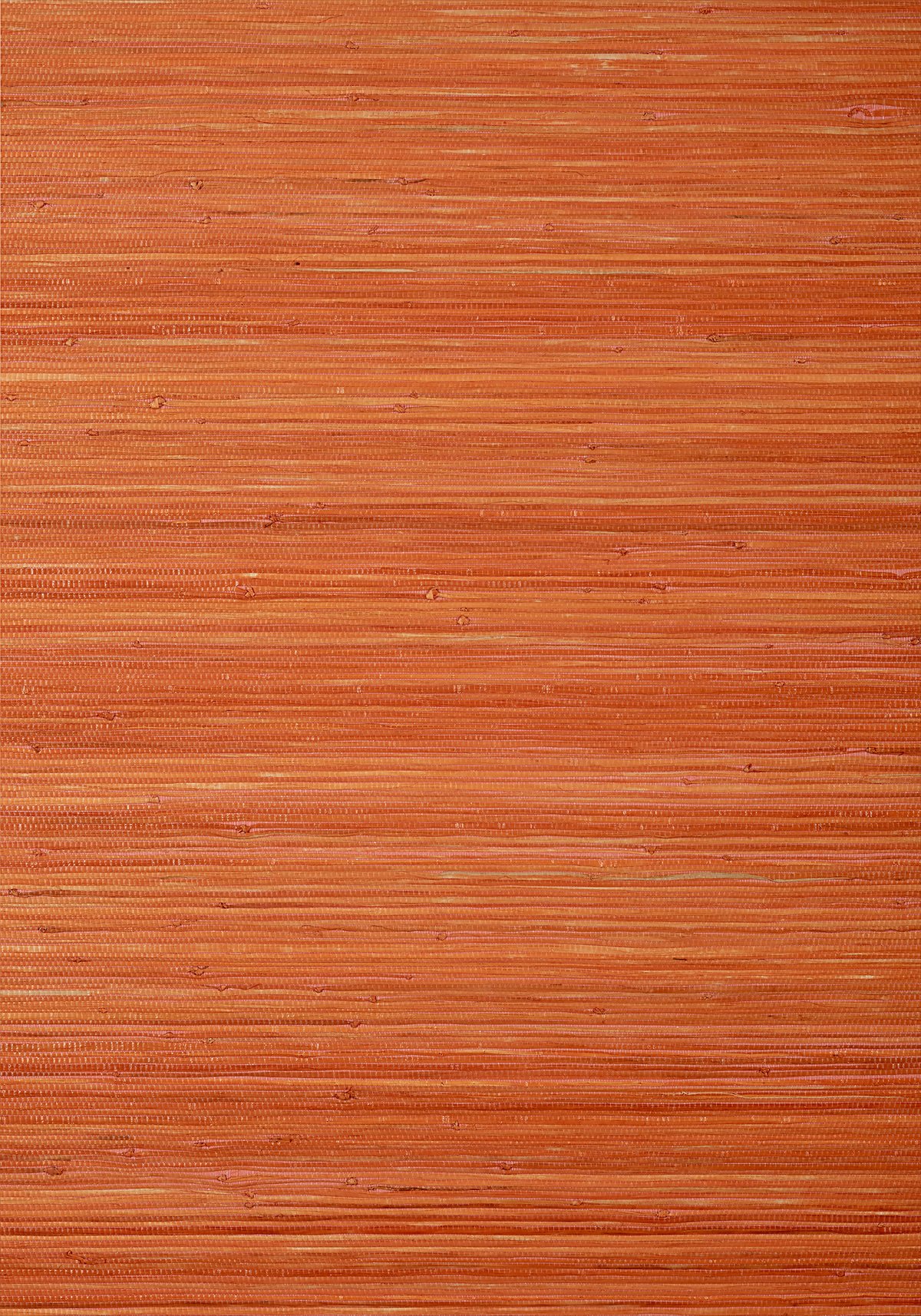 Raffia Palm T24072