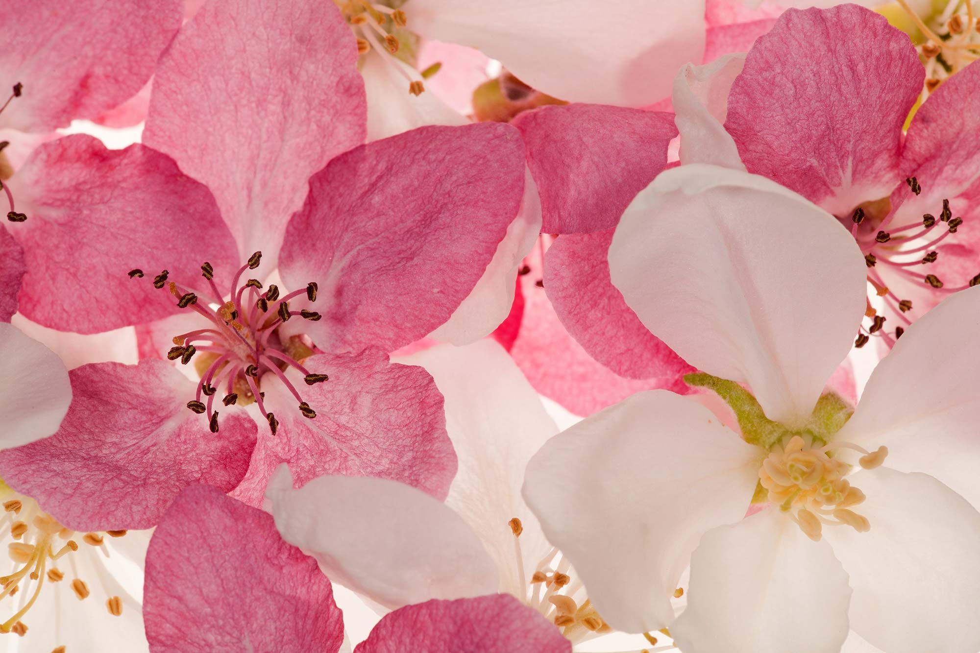 Apple Blossom R11211