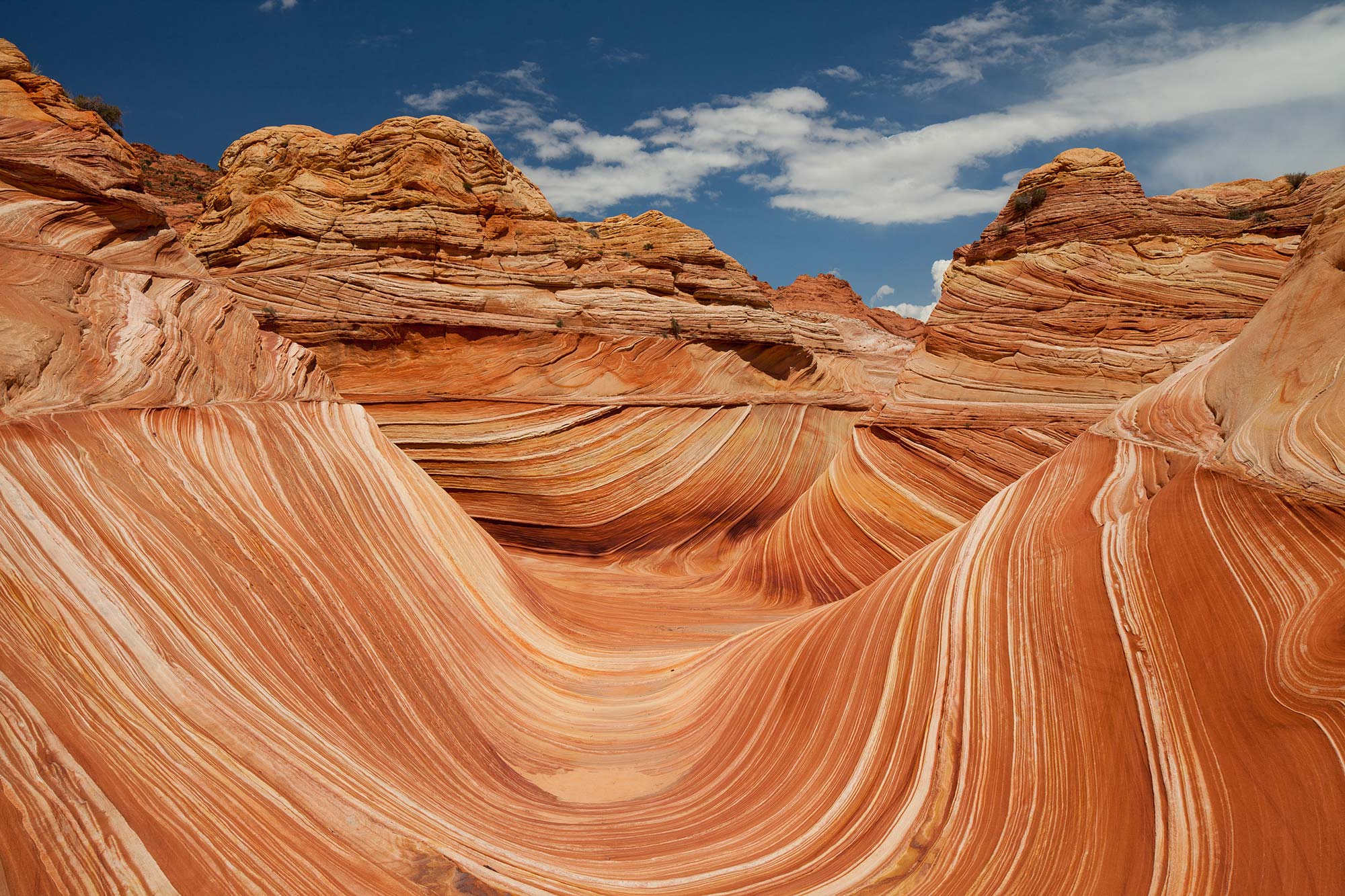Arizona R11701