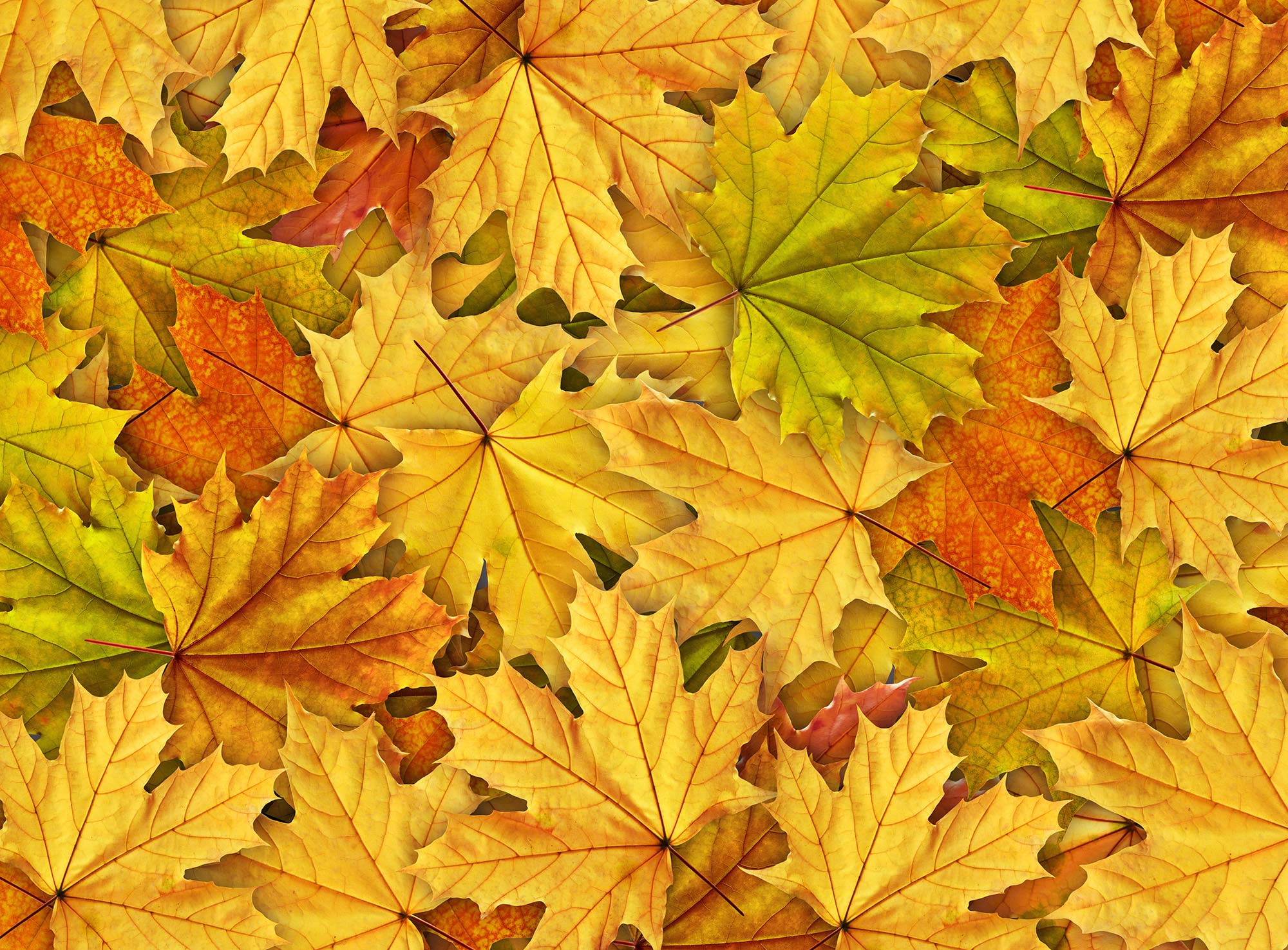Autumn Leaves R11931