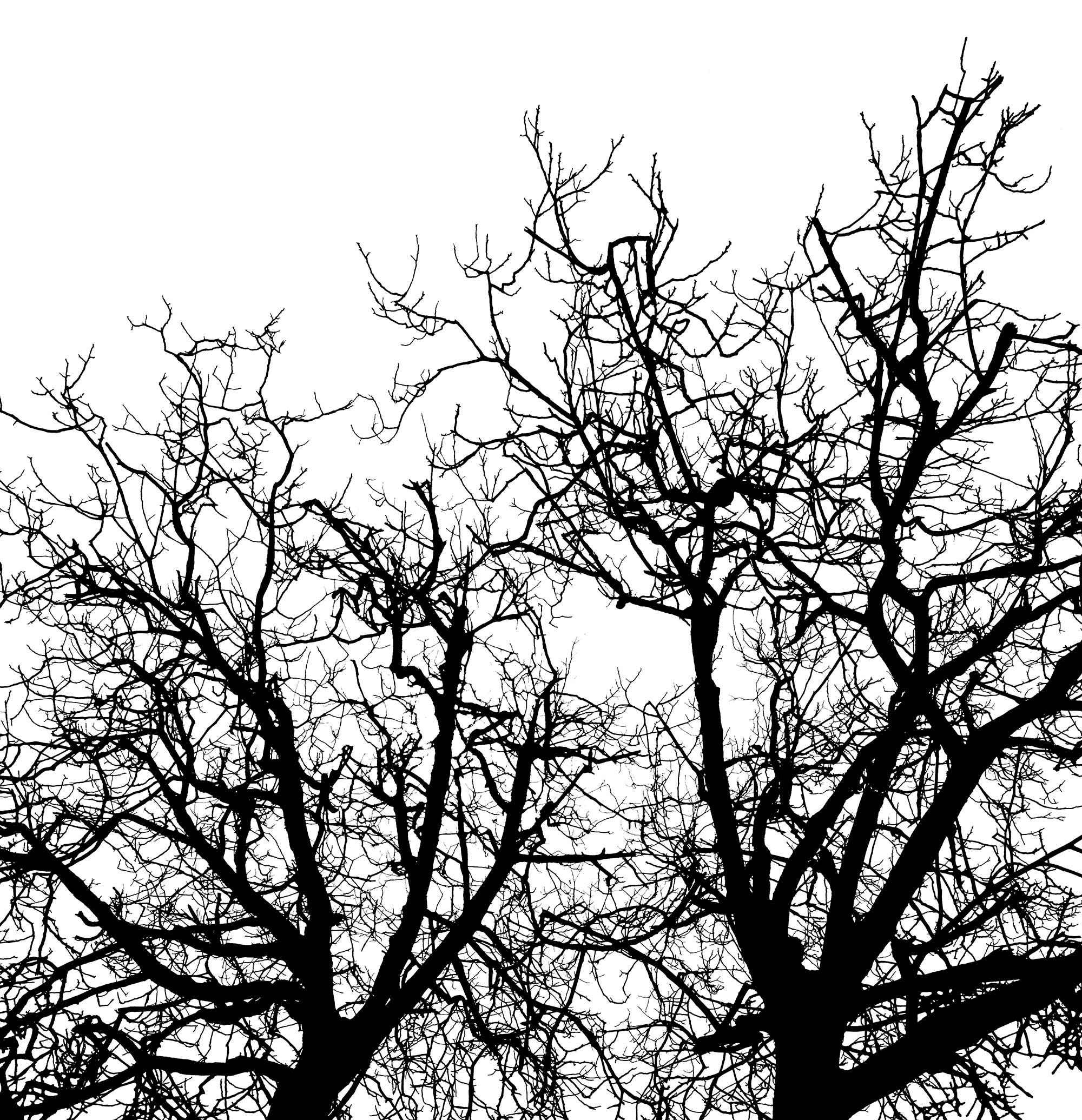 Branches R10121