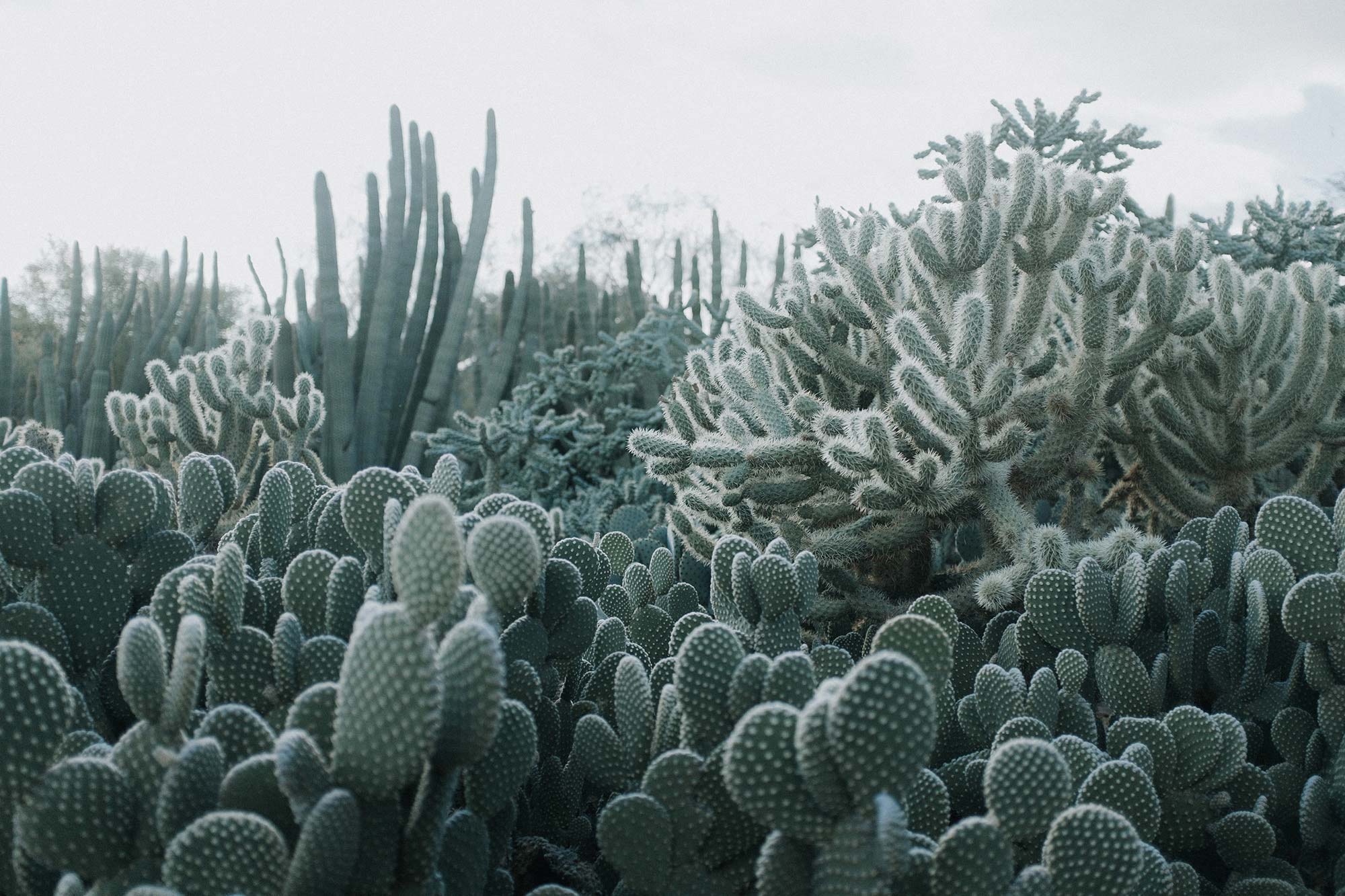 Cacti R15611