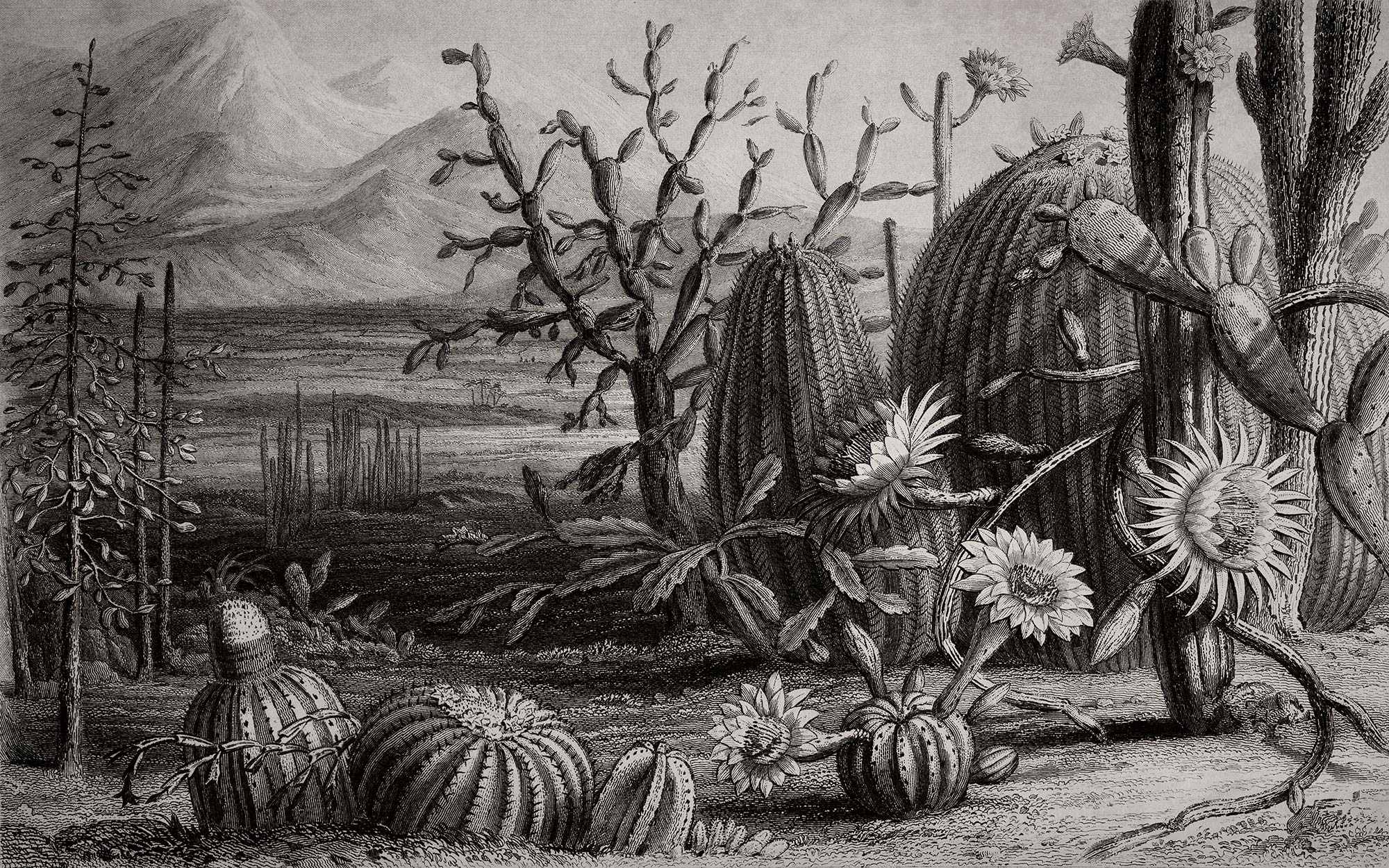 Cactus Garden R15741